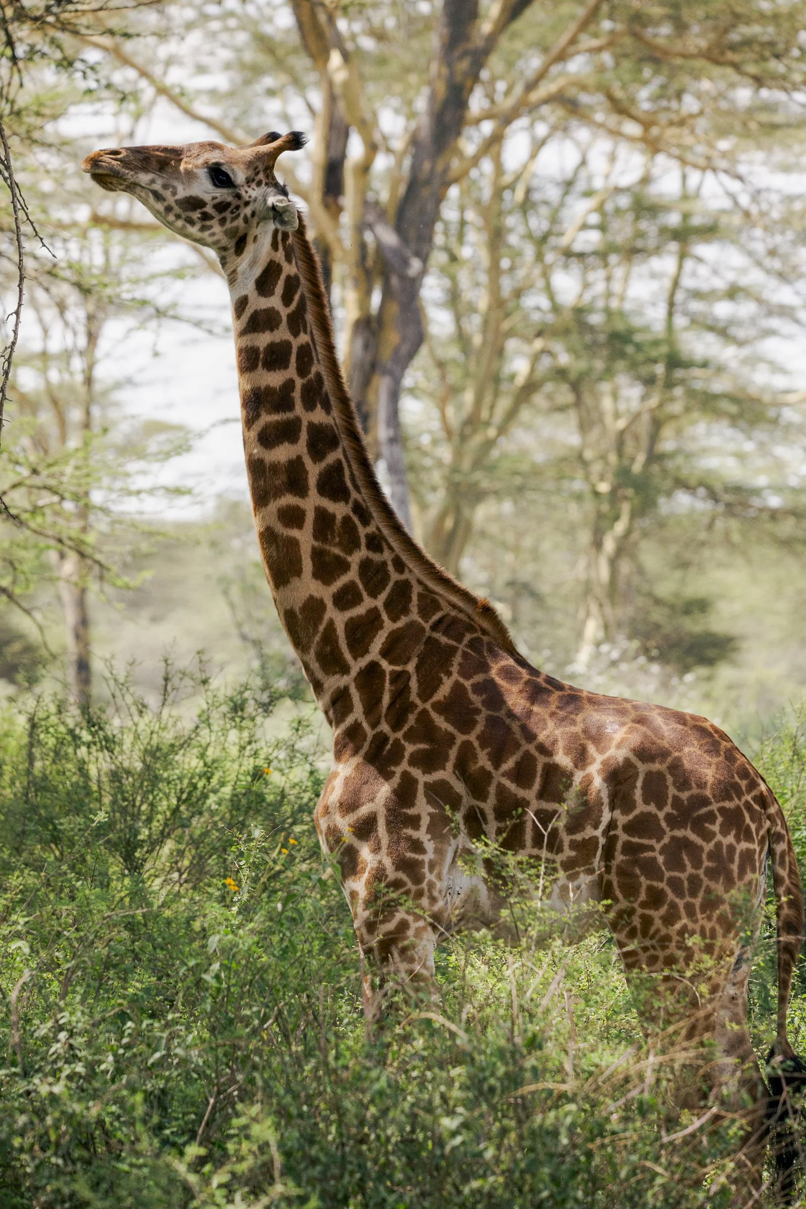 A giraffe standing among green bushes and trees in a natural habitat.