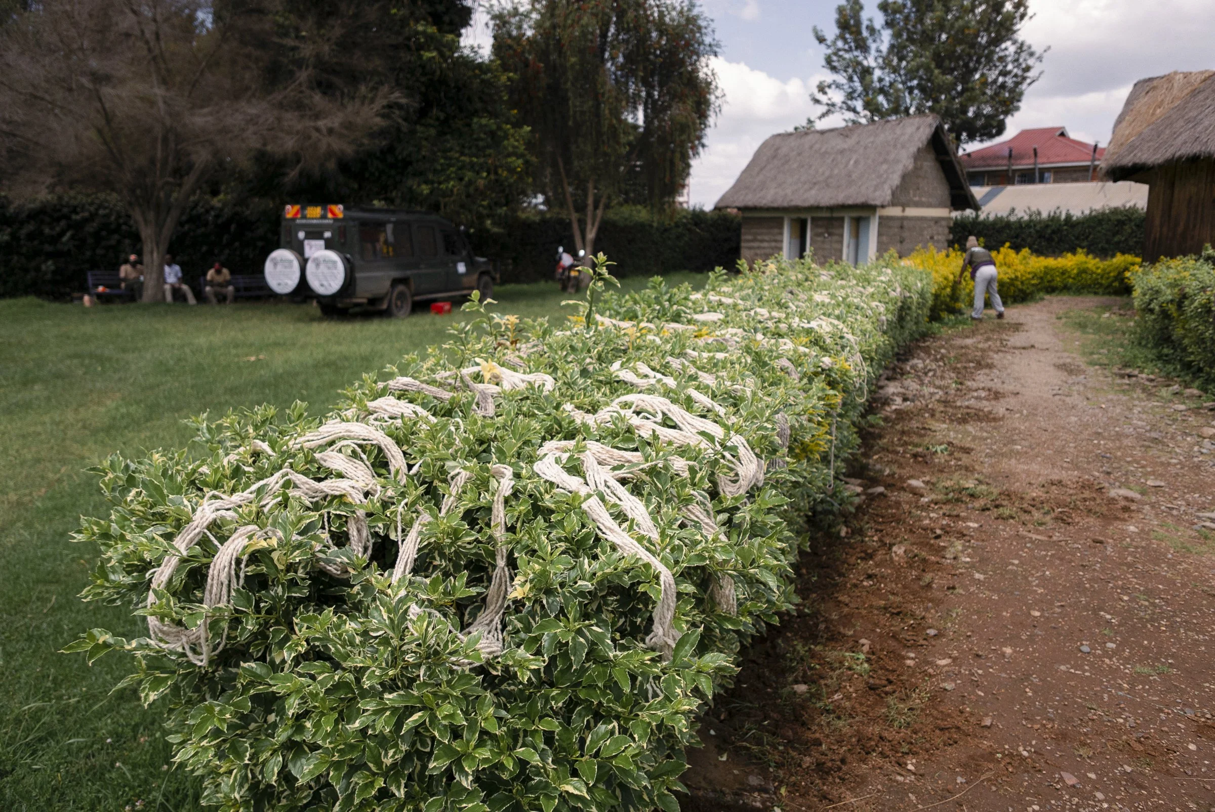 A garden with a row of variegated plants, a dirt pathway, a person tending to flowers, a black vehicle parked under a tree, and small thatched roof houses in the background.
