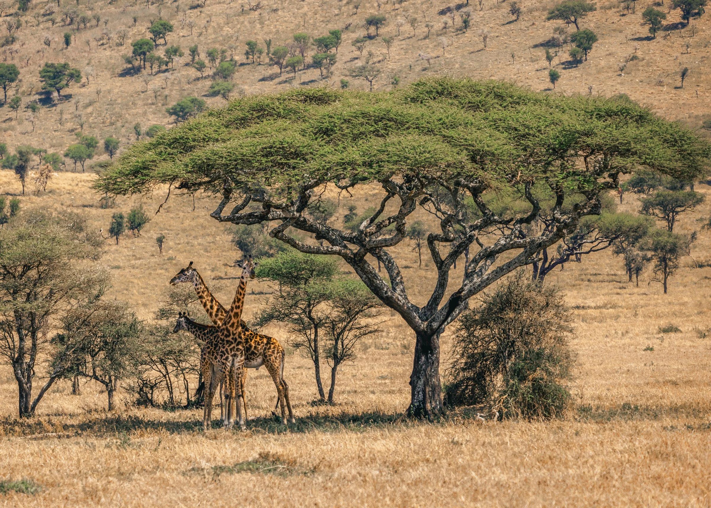 Two giraffes standing under a large, flat-topped tree in a dry savanna landscape with scattered trees and hills in the background.