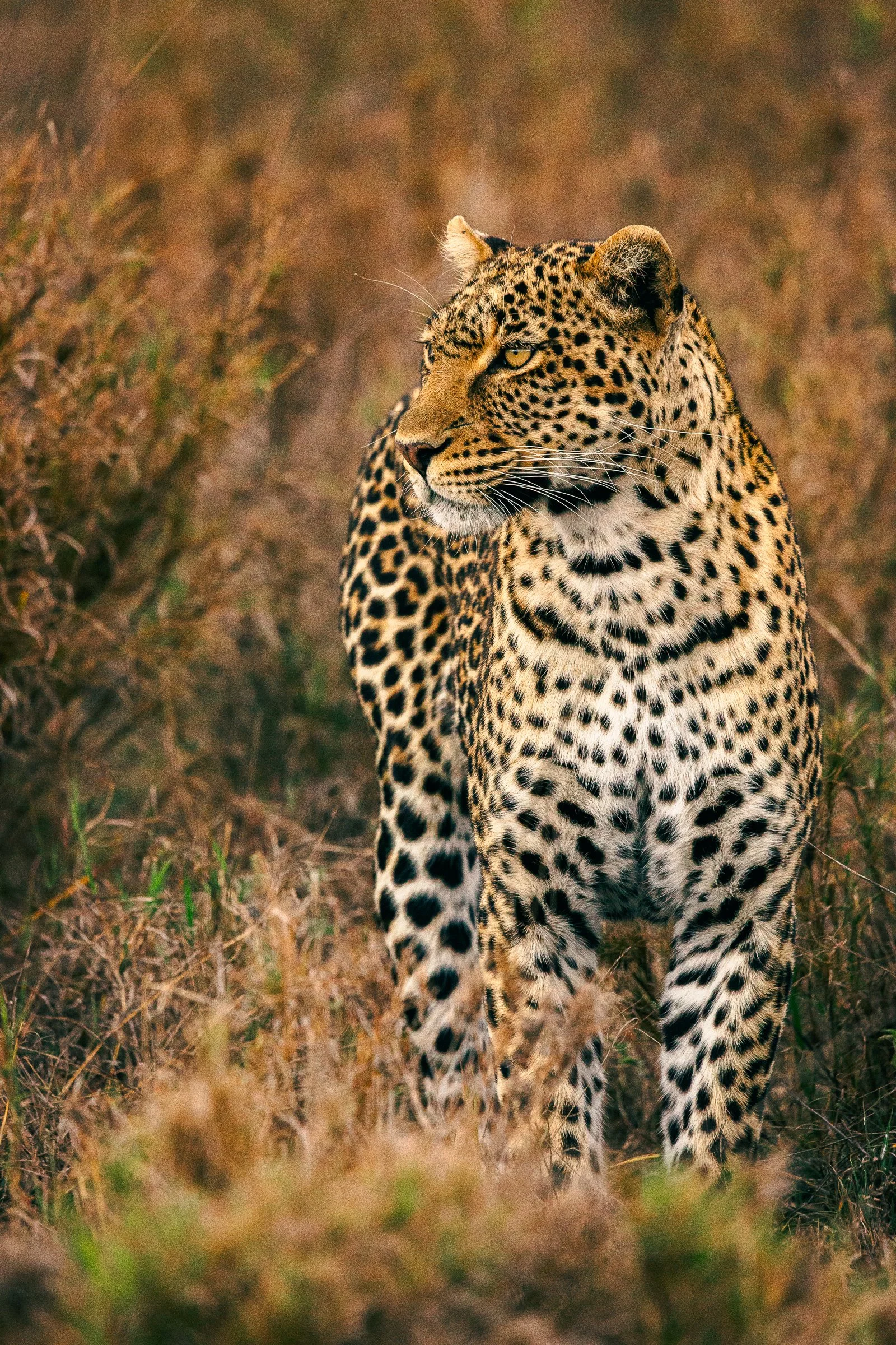 A close-up of a leopard walking through dry grass, with its head turned slightly to the side.