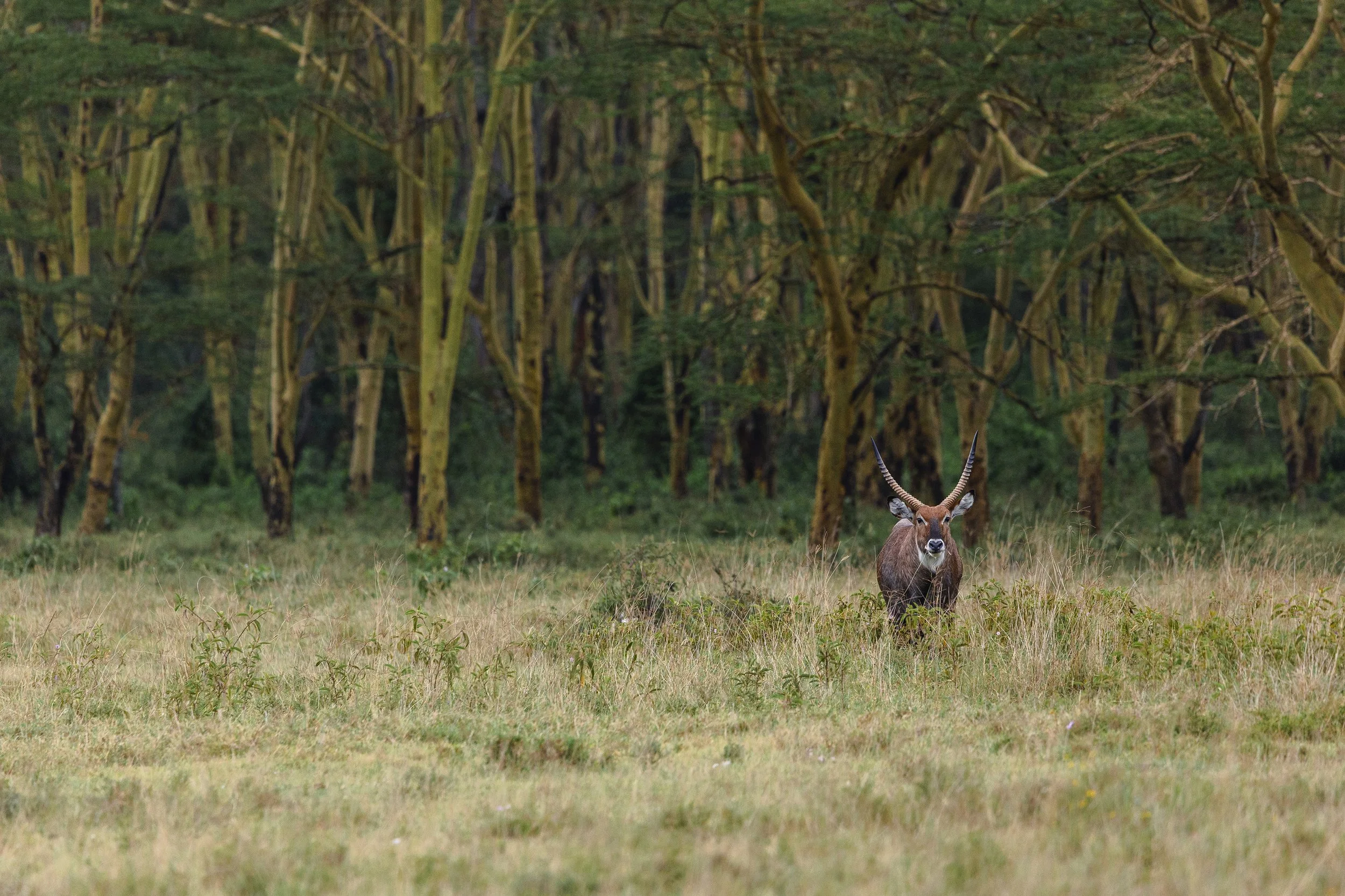A lone antelope standing in tall grass in a forested area with numerous trees in the background.