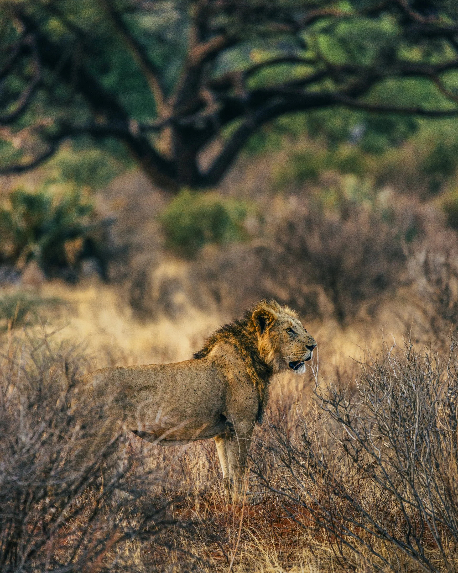 A lioness lying on dry grass in the savannah with a background of trees and bushes.