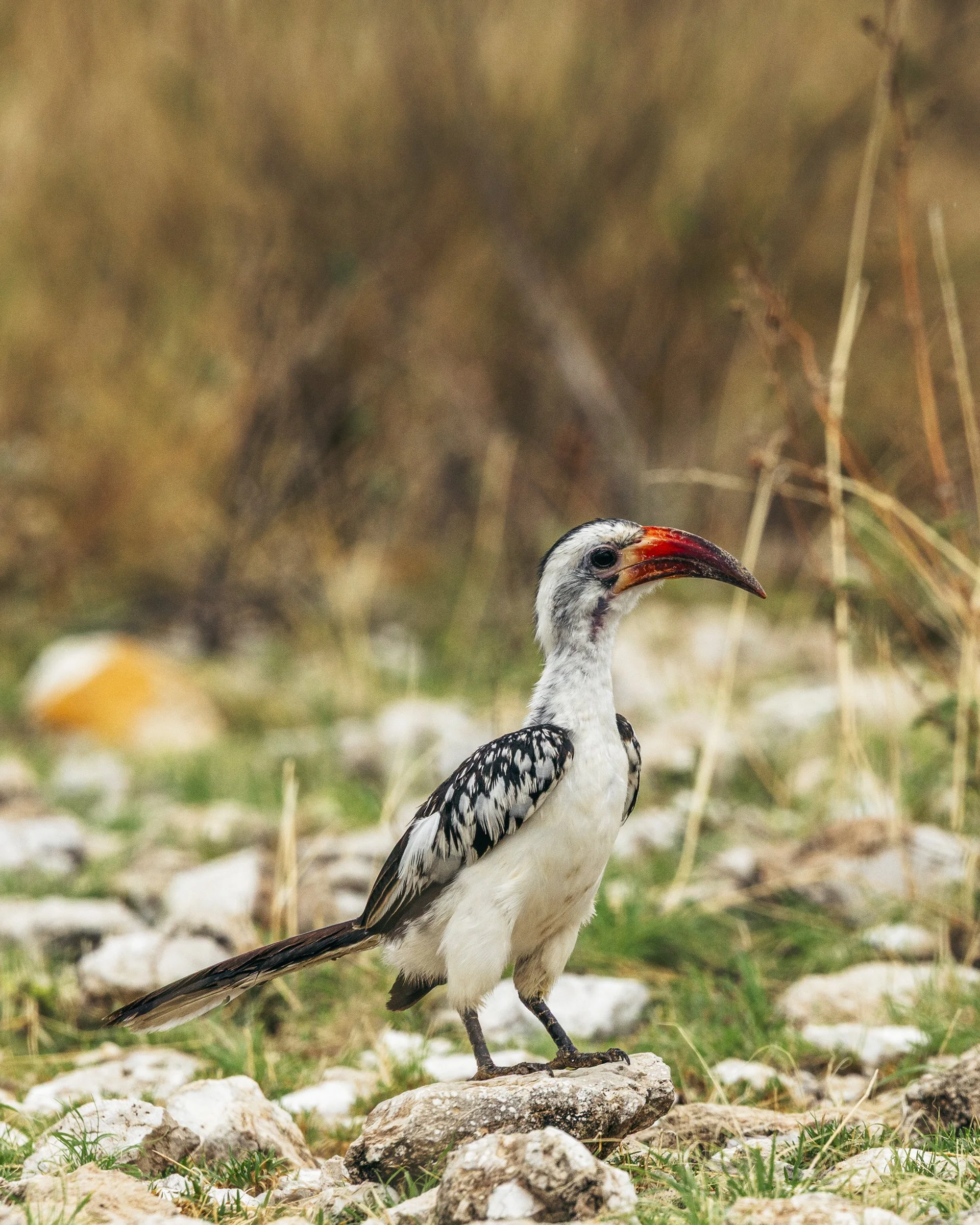 A close-up of a bird standing on a rock among grass and stones in a natural outdoor setting.