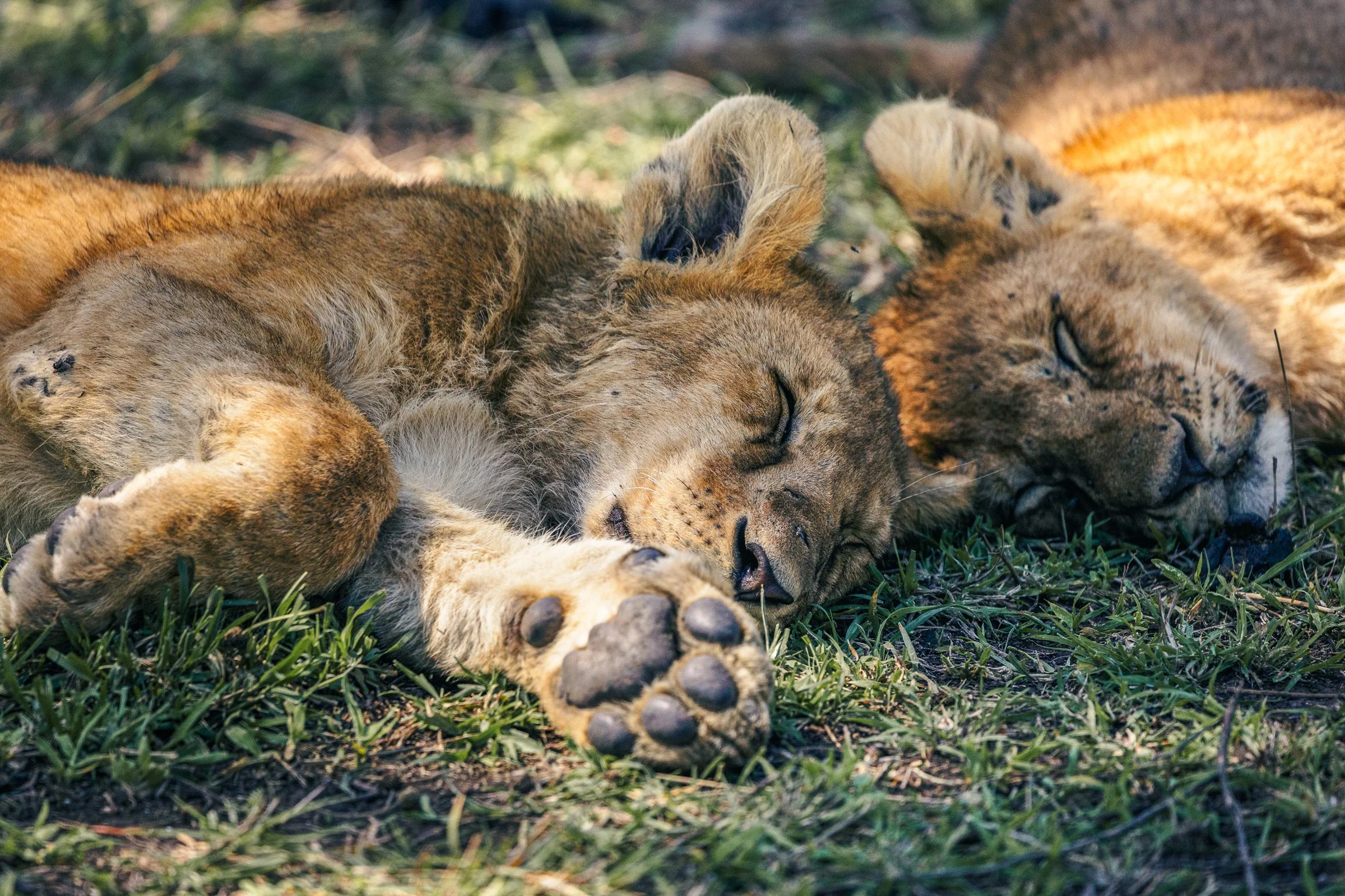 Group of four young lions sleeping on the grass, with their eyes closed and bodies intertwined.