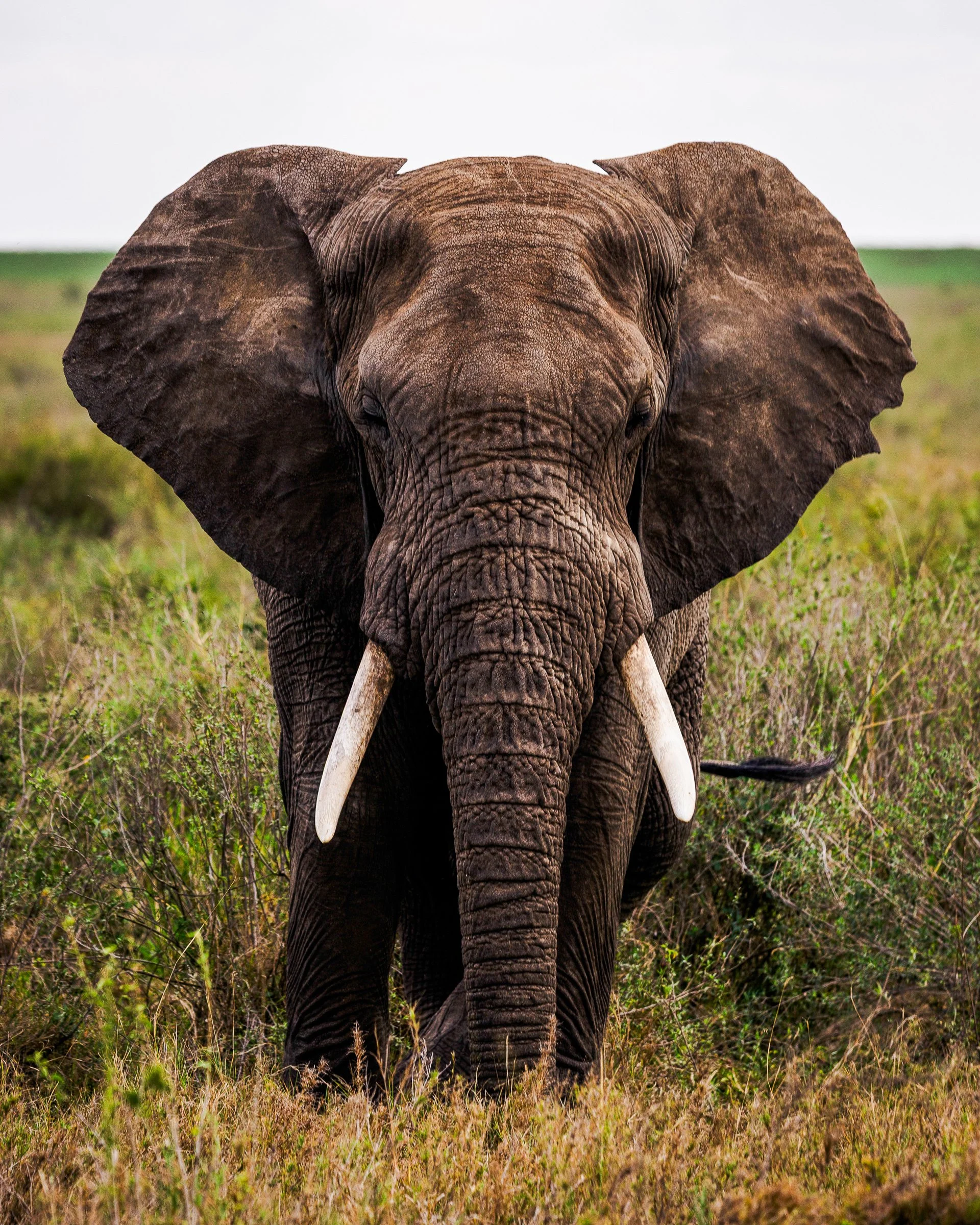 Close-up of an adult elephant standing in a grassy plain, facing the camera.