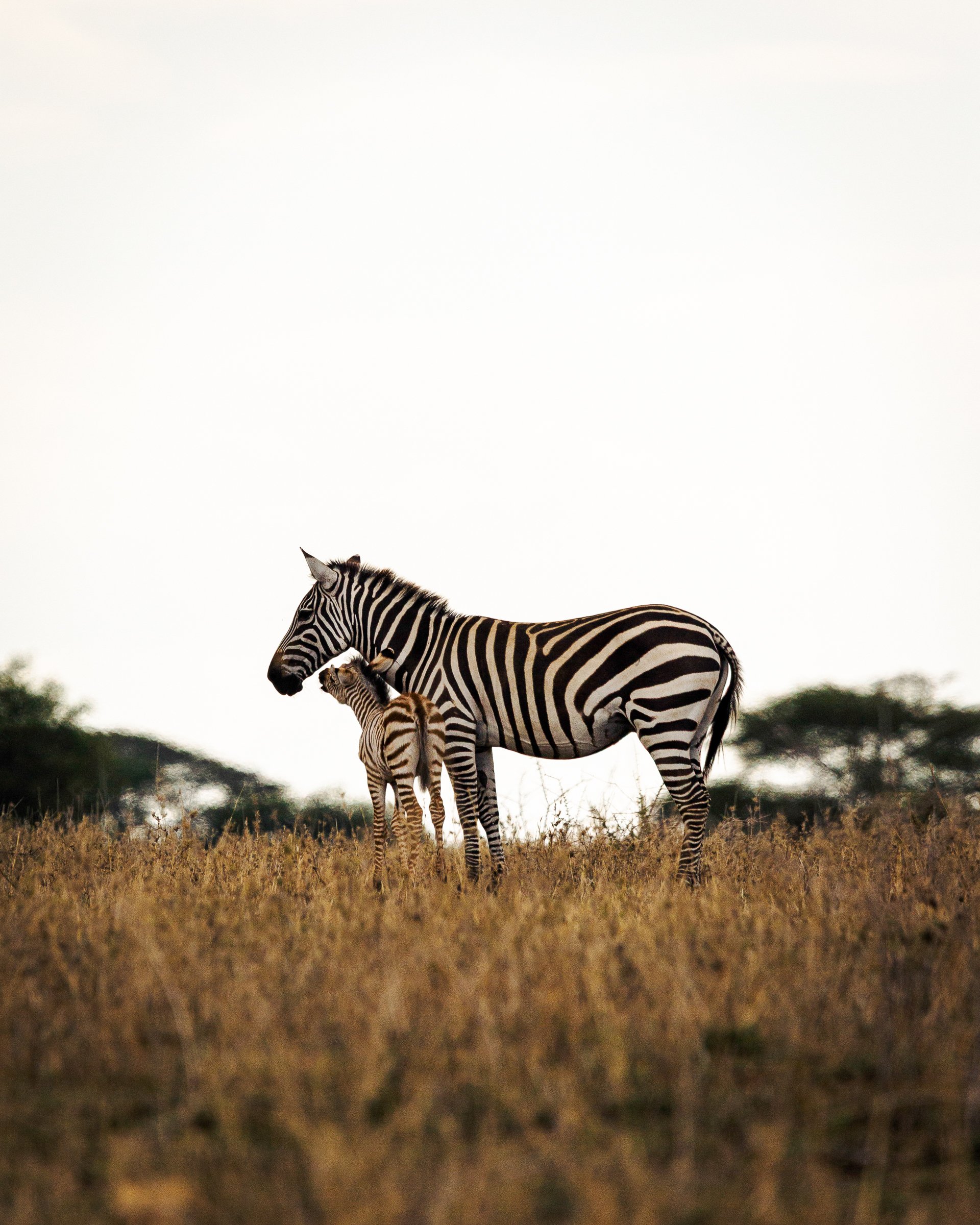 Two zebras, one adult and one foal, standing in dry grass with trees in the background during daylight.