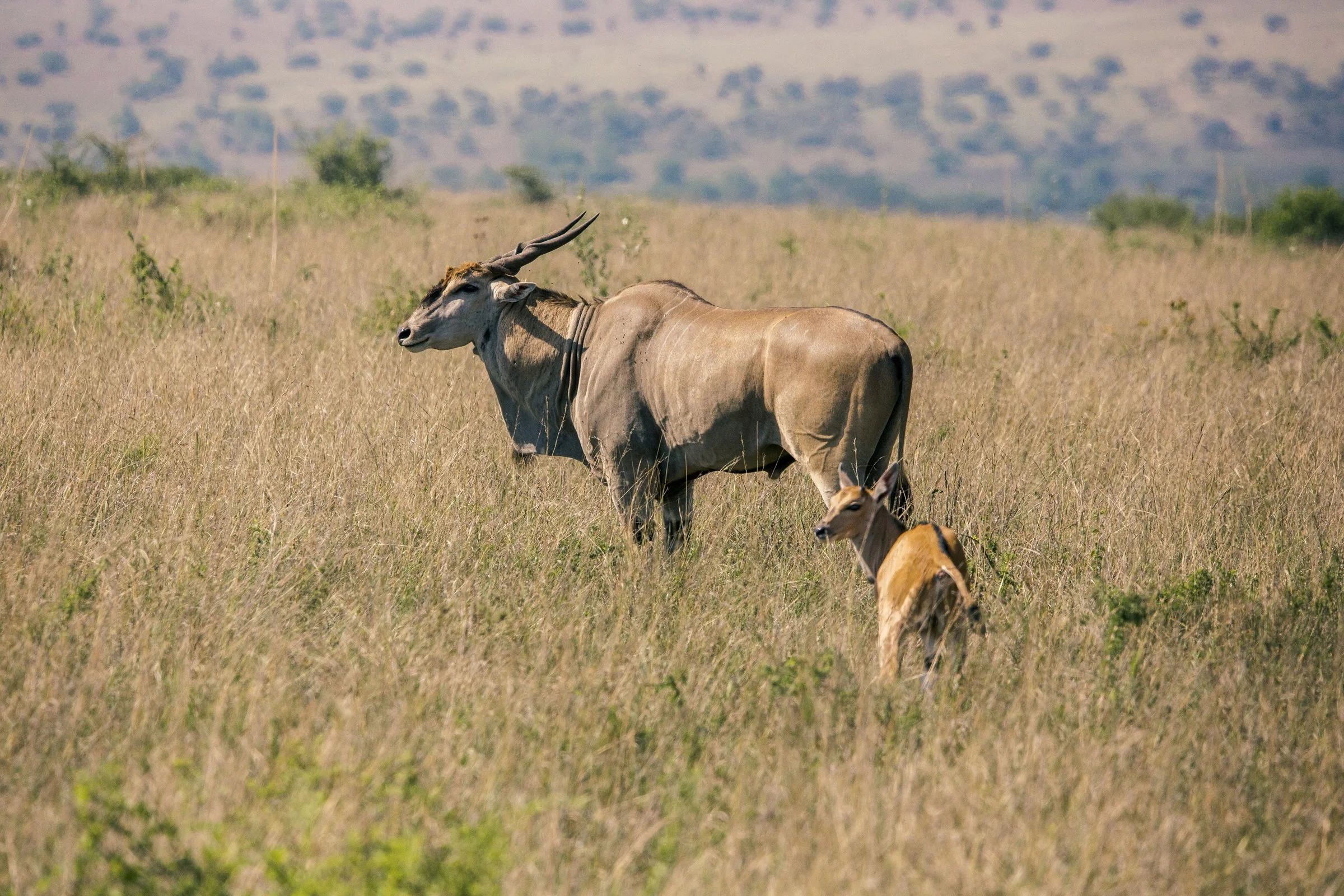 A vast open grassland with a male kudu antelope with long twisted horns standing amidst smaller animals, possibly gazelles. In the background, distant muted mountains are visible under a clear sky.