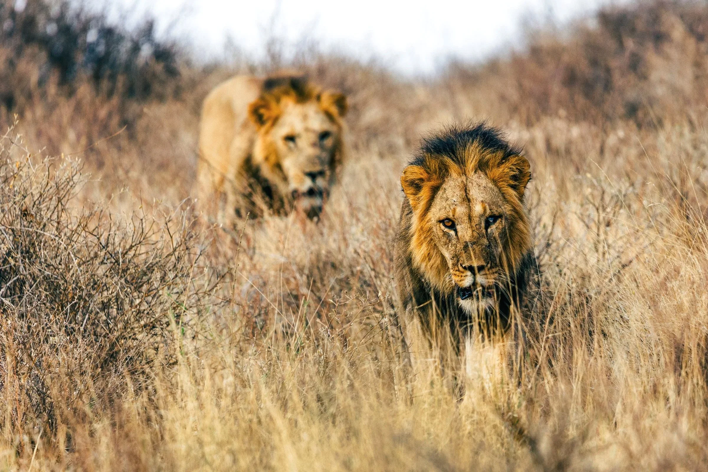 Two lions walking through tall dry grass in a natural habitat with sparse bushes and a cloudy sky.