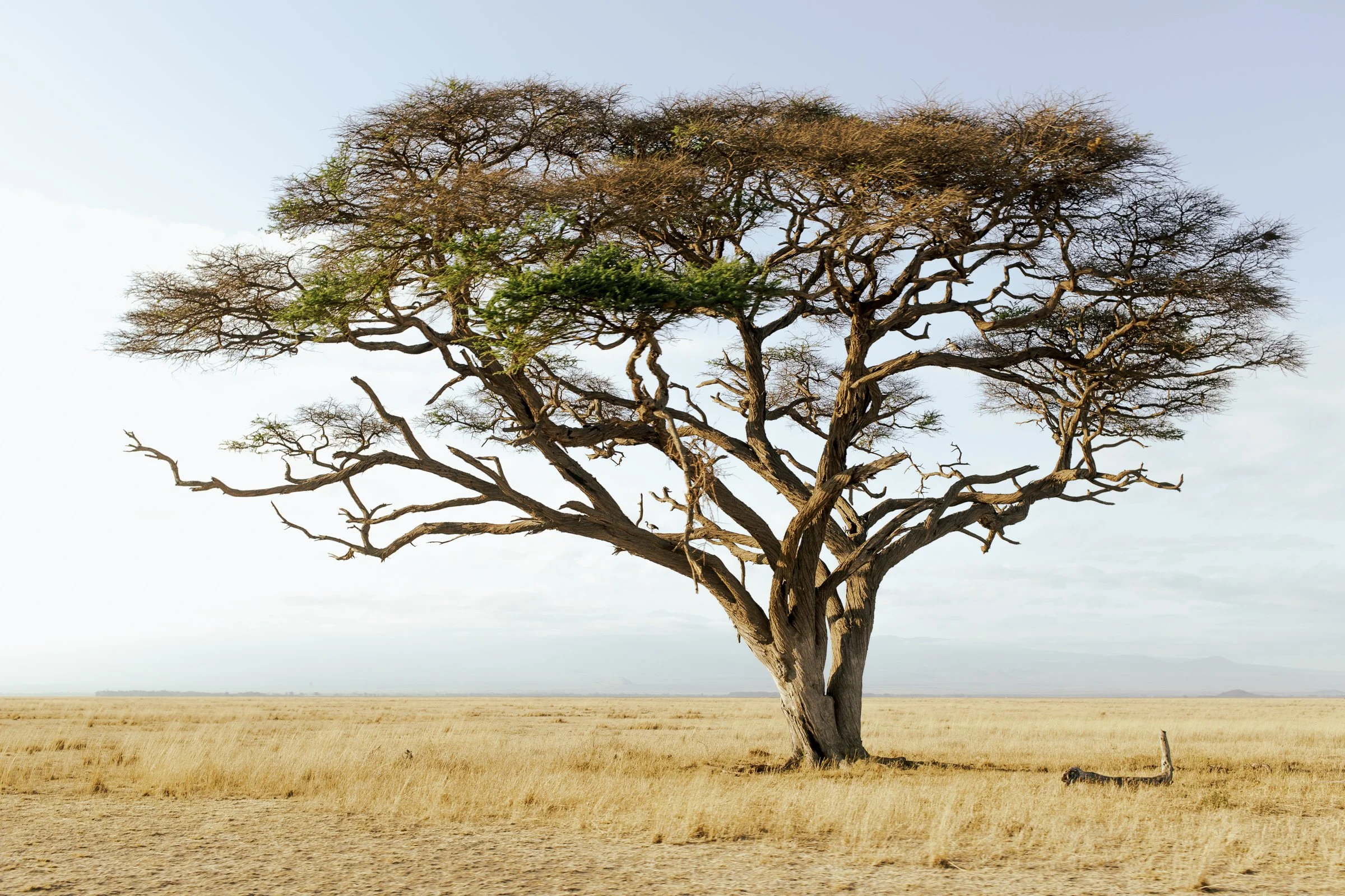 A single bare tree with a few green leaves on a dry, grassy plain under a clear sky.
