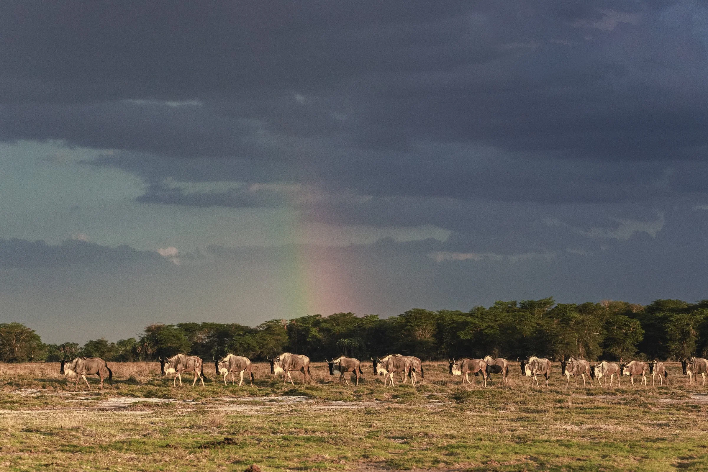 A herd of wildebeests walking across an open plain with trees in the background, dark storm clouds overhead, and a faint rainbow in the sky.