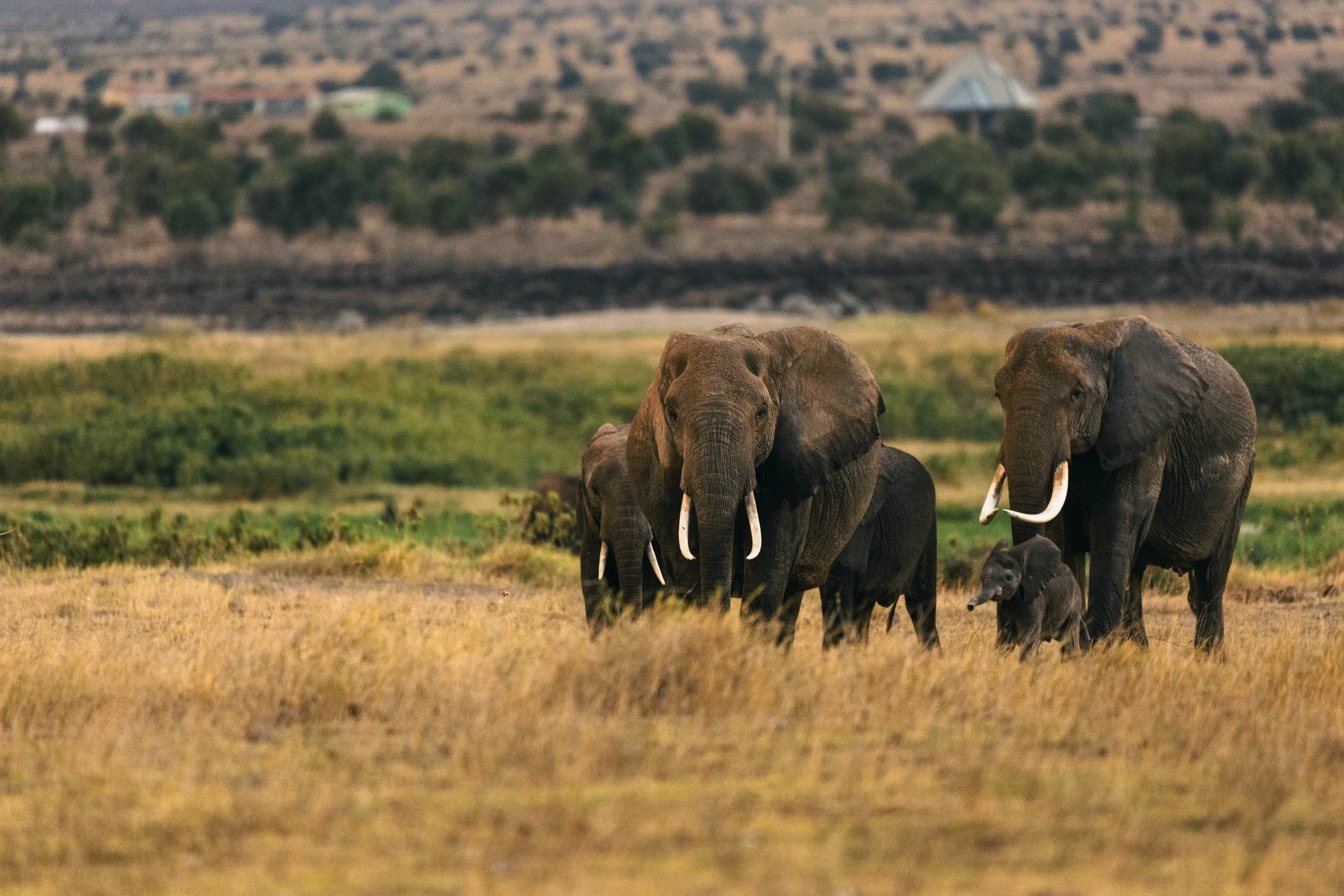A herd of elephants walking on grassy plains with a small child elephant among them, background shows a town with scattered houses and structures.