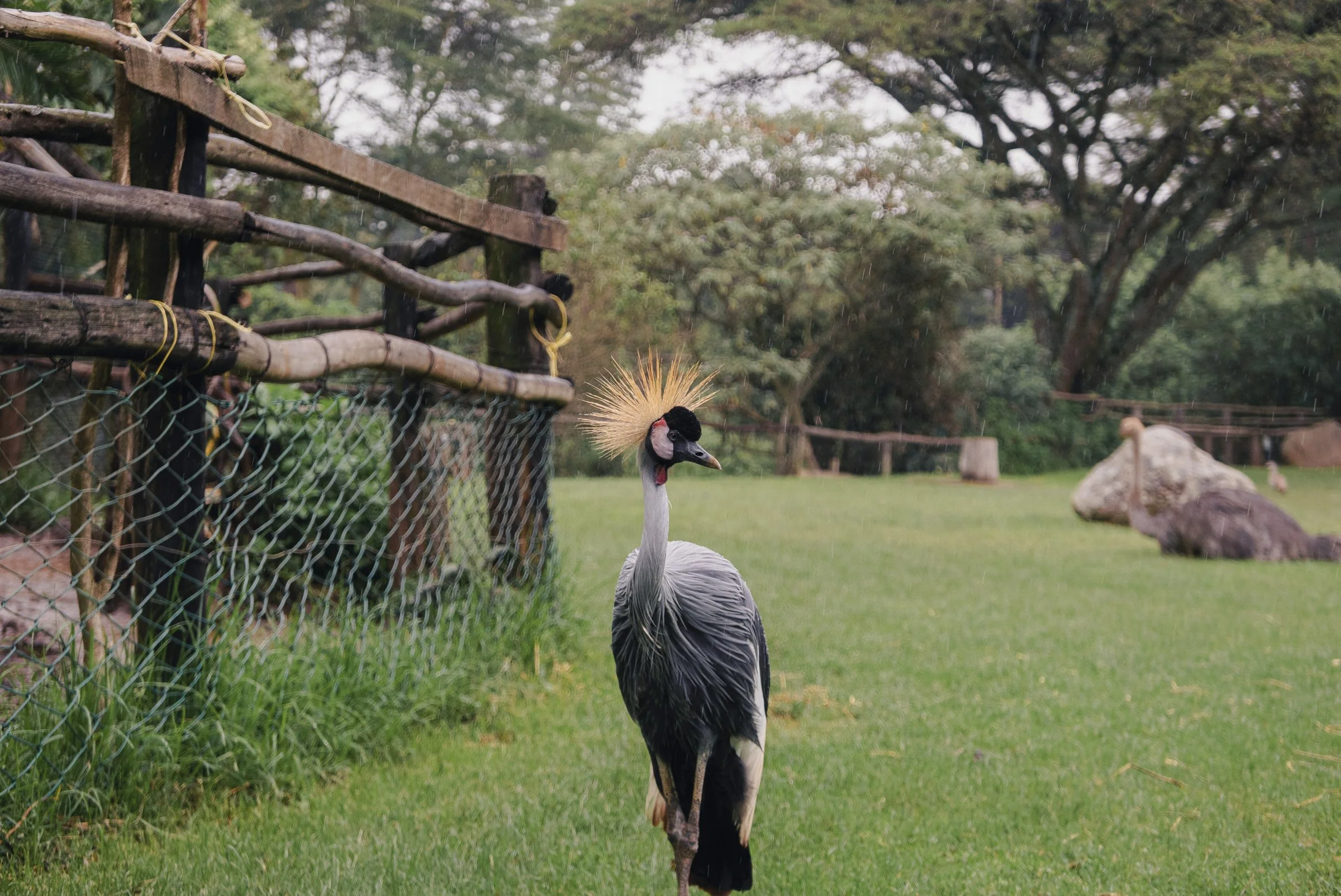 A crowned crane with gray and white feathers, a red patch on its face, and a yellow crown of feathers on its head standing on green grass near a wooden fence in a park or zoo.