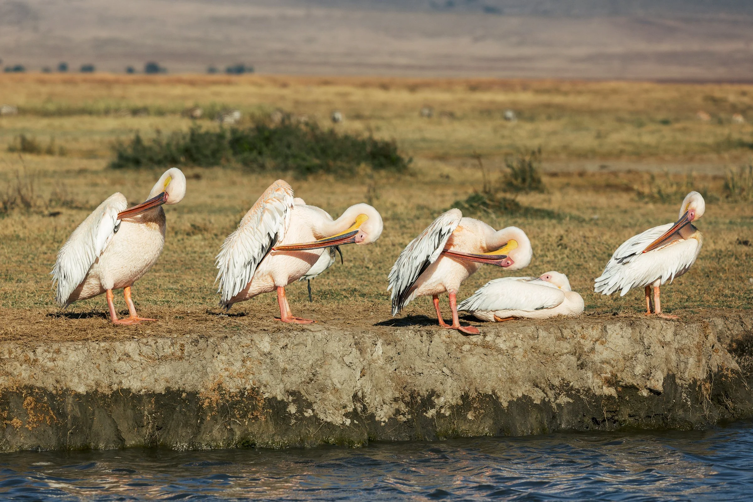 A group of five pink and white pelicans standing and resting on a grassy bank near a body of water, with a distant landscape and cloudy sky in the background.