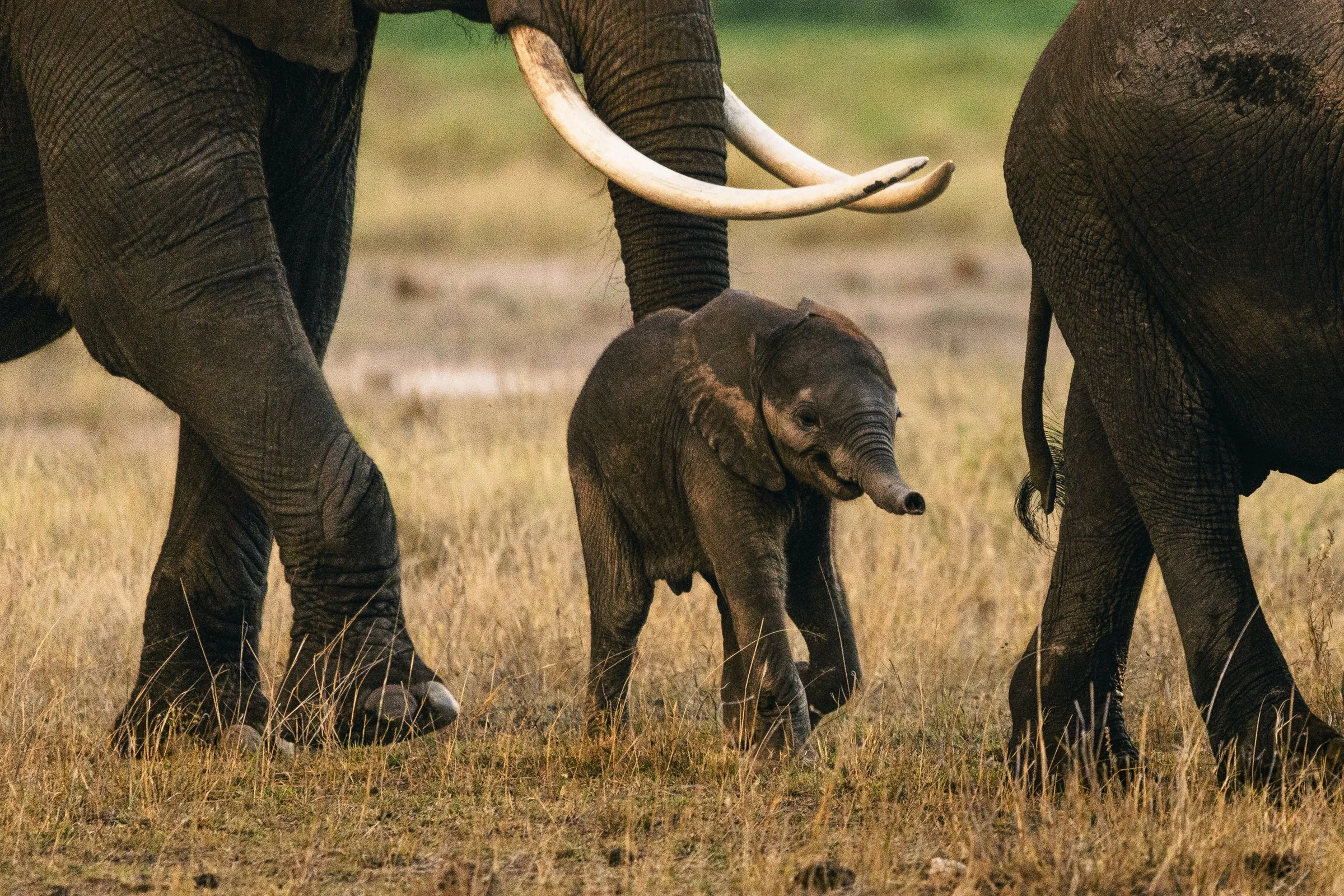 A baby elephant walking between the legs of two adult elephants in a grassy savannah.
