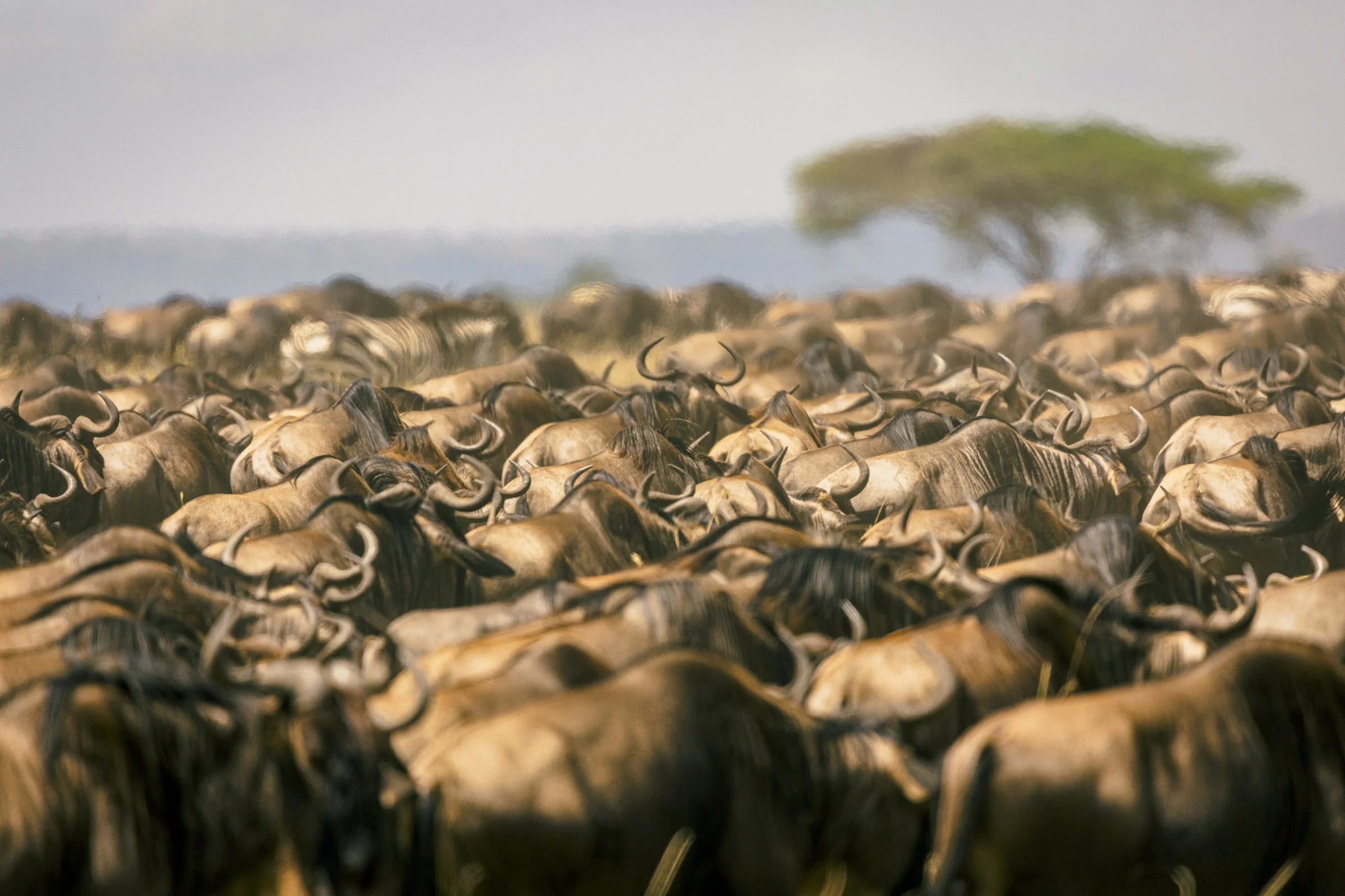 A large herd of wildebeests moving across the plains with a solitary tree in the background.