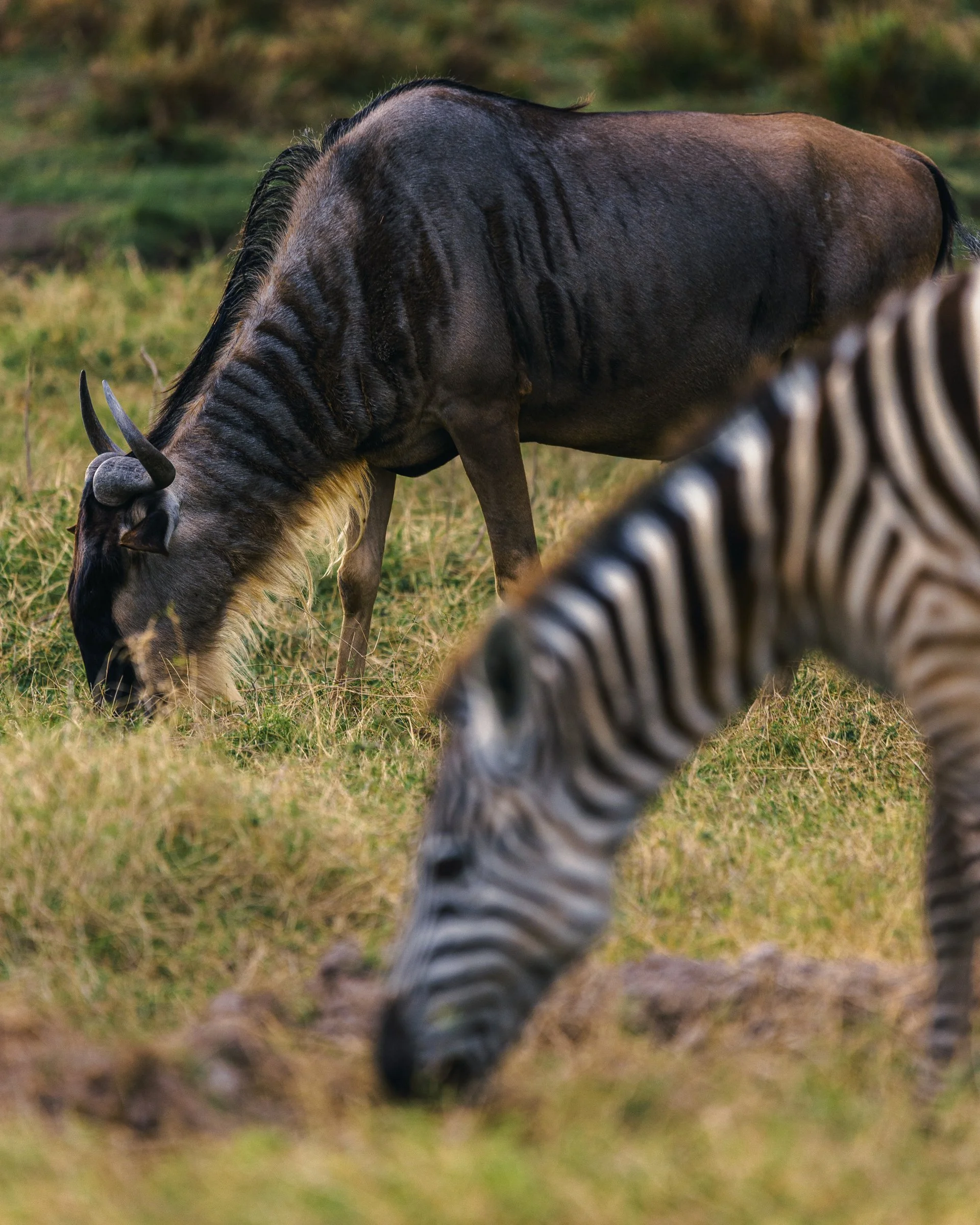 A wildebeest grazing on grass in a natural setting with a zebras' legs visible in the foreground.