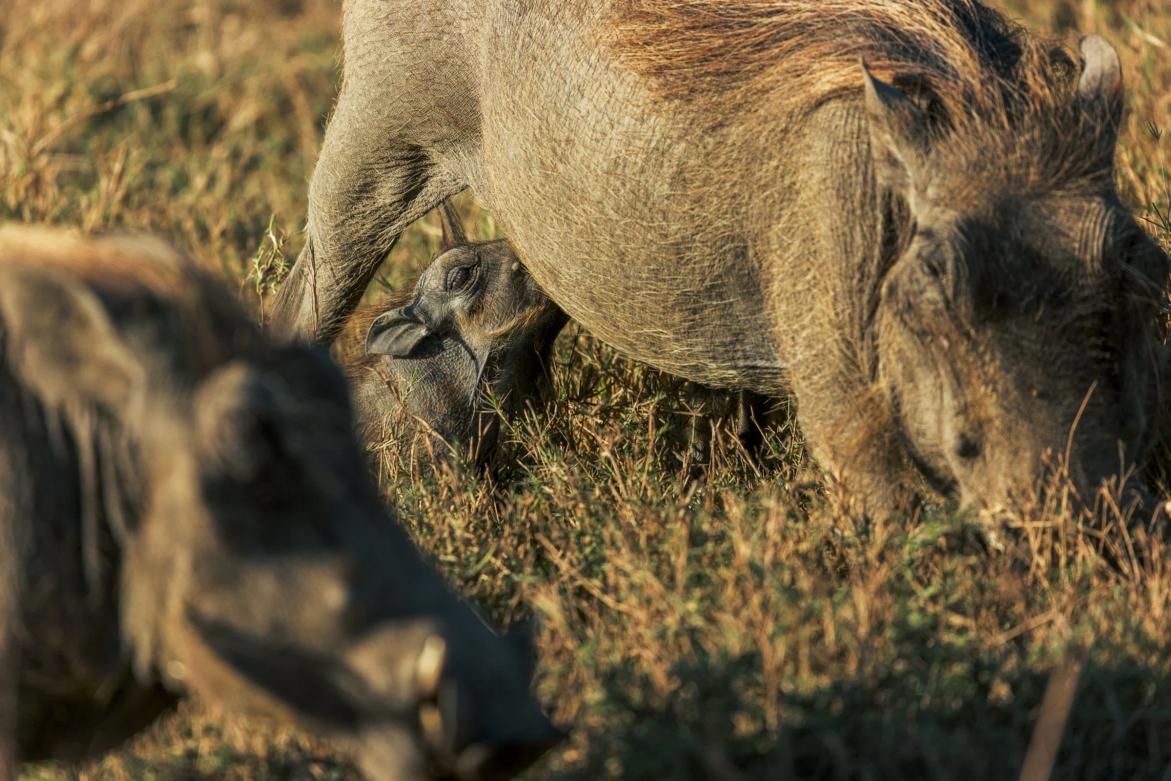 A baby warthog nursing from its mother in a grassy field.