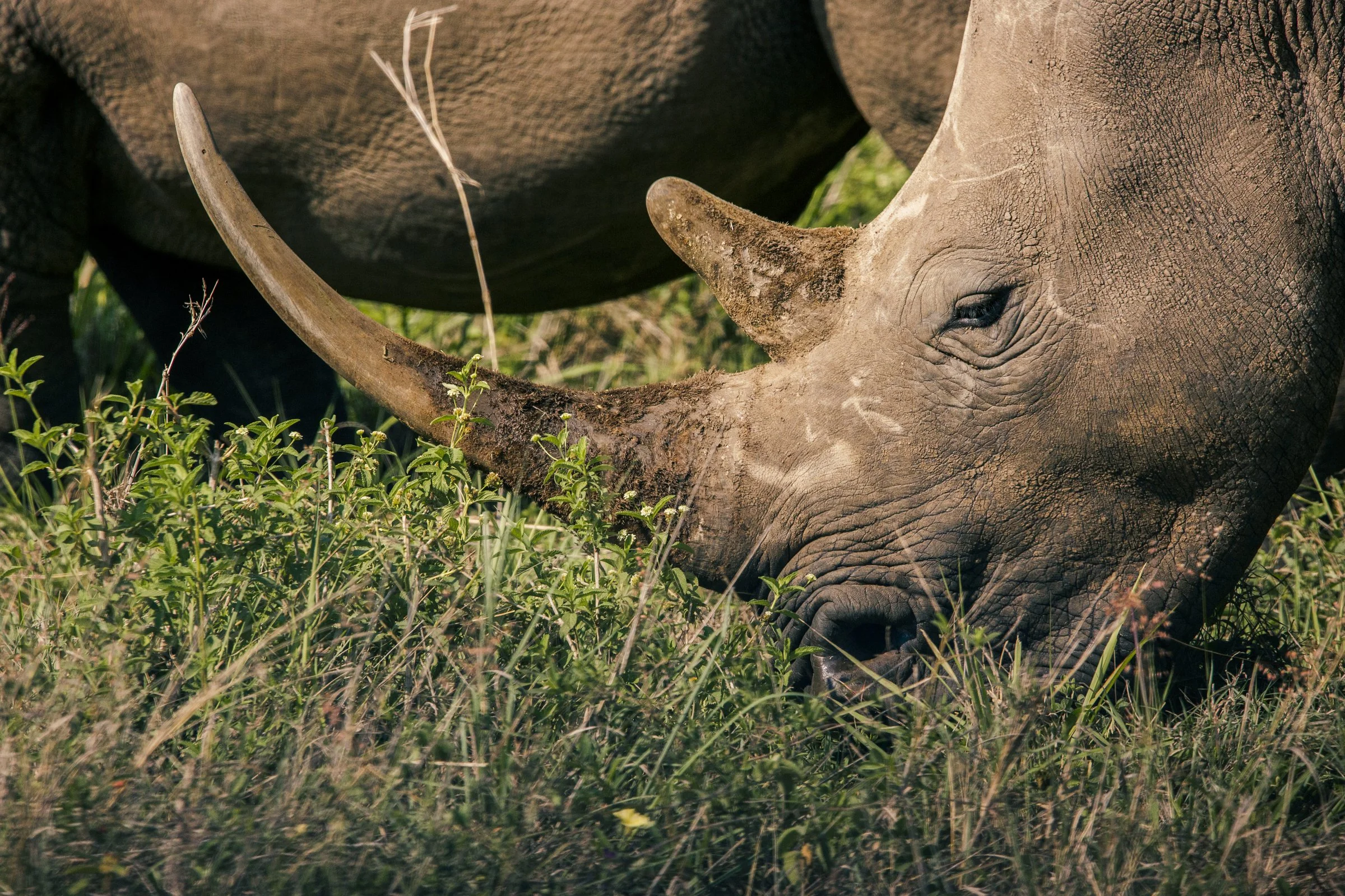 Close-up of a rhinoceros grazing on green grass.