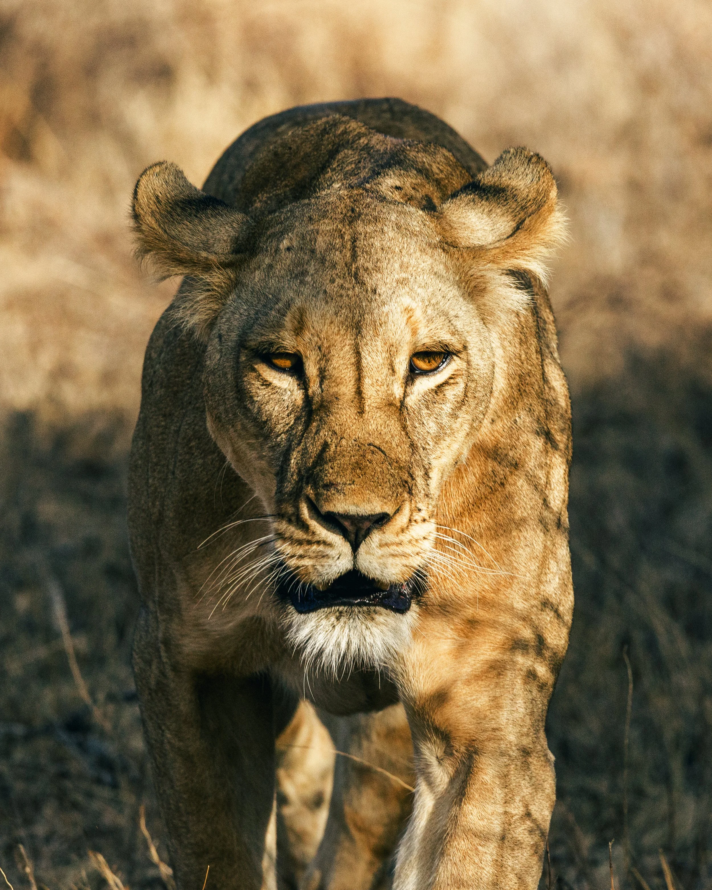 A close-up image of a lioness walking through dry grass, with a focus on her face and upper body. The background is blurred, highlighting her golden fur and intense gaze.