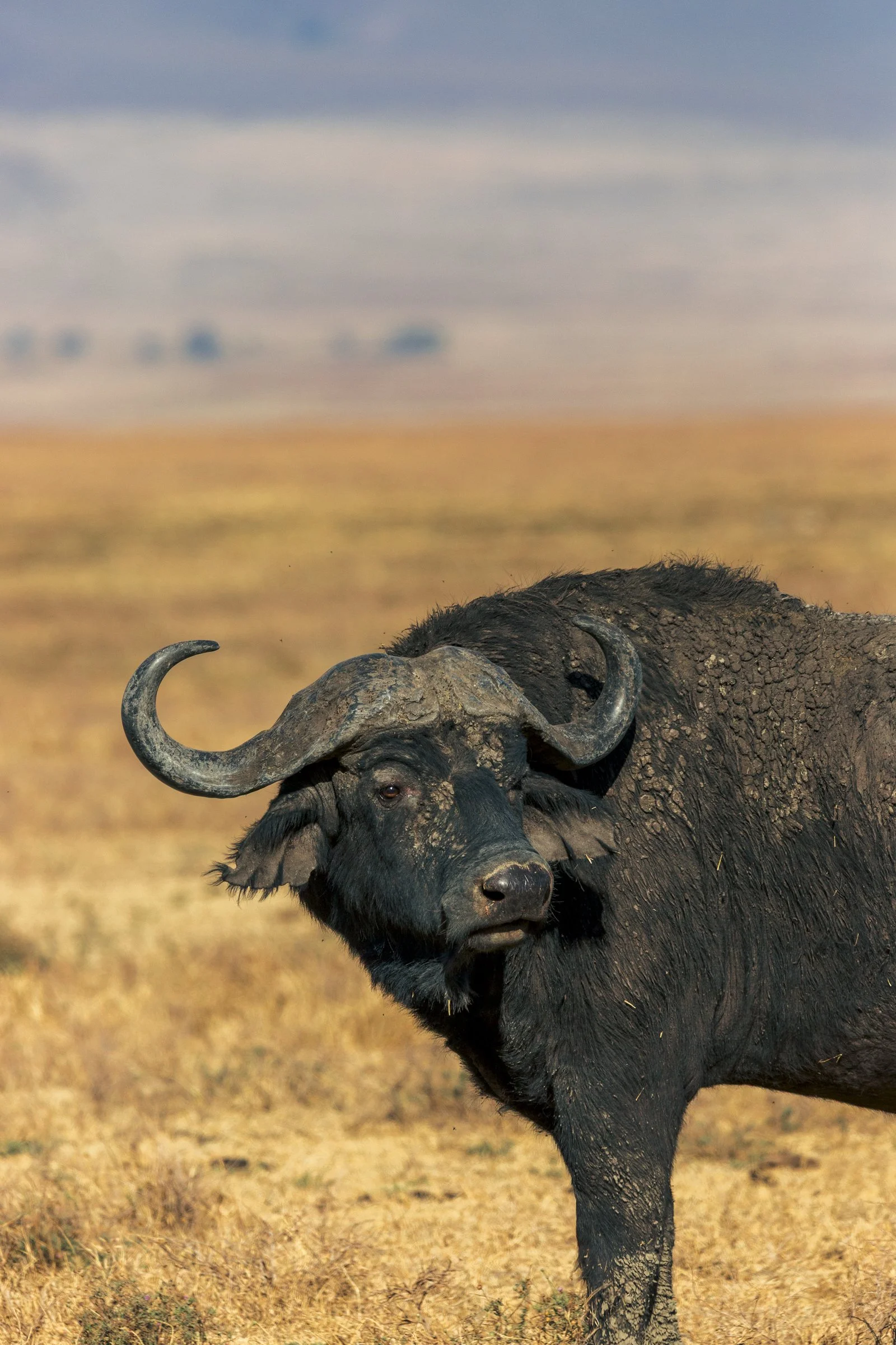 A close-up of a buffalo standing in a dry grassland with a blurred background of a cloudy sky and distant trees.