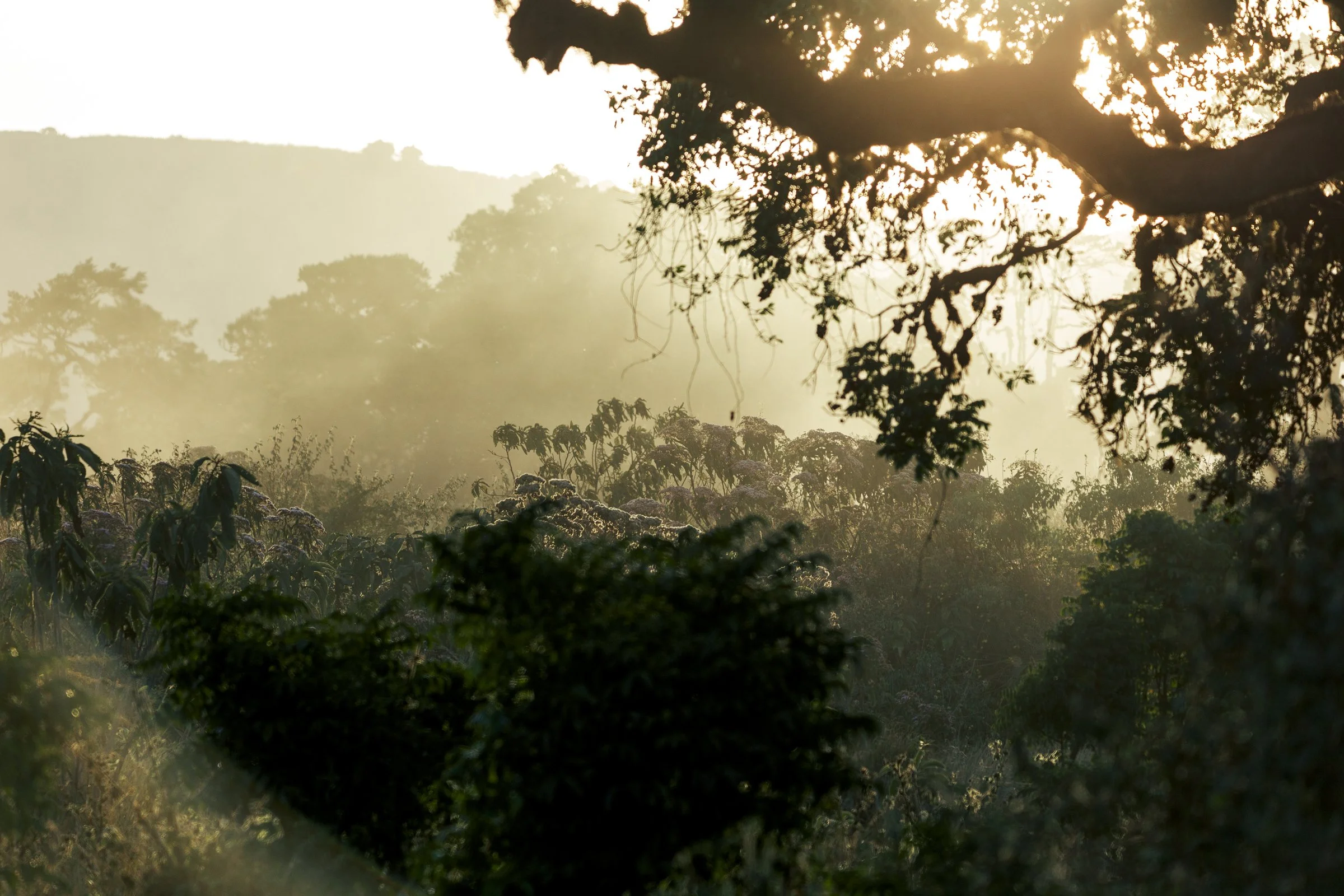 Sunrise over a lush green forest with trees and plants silhouetted against the bright sky, creating a serene natural scene.