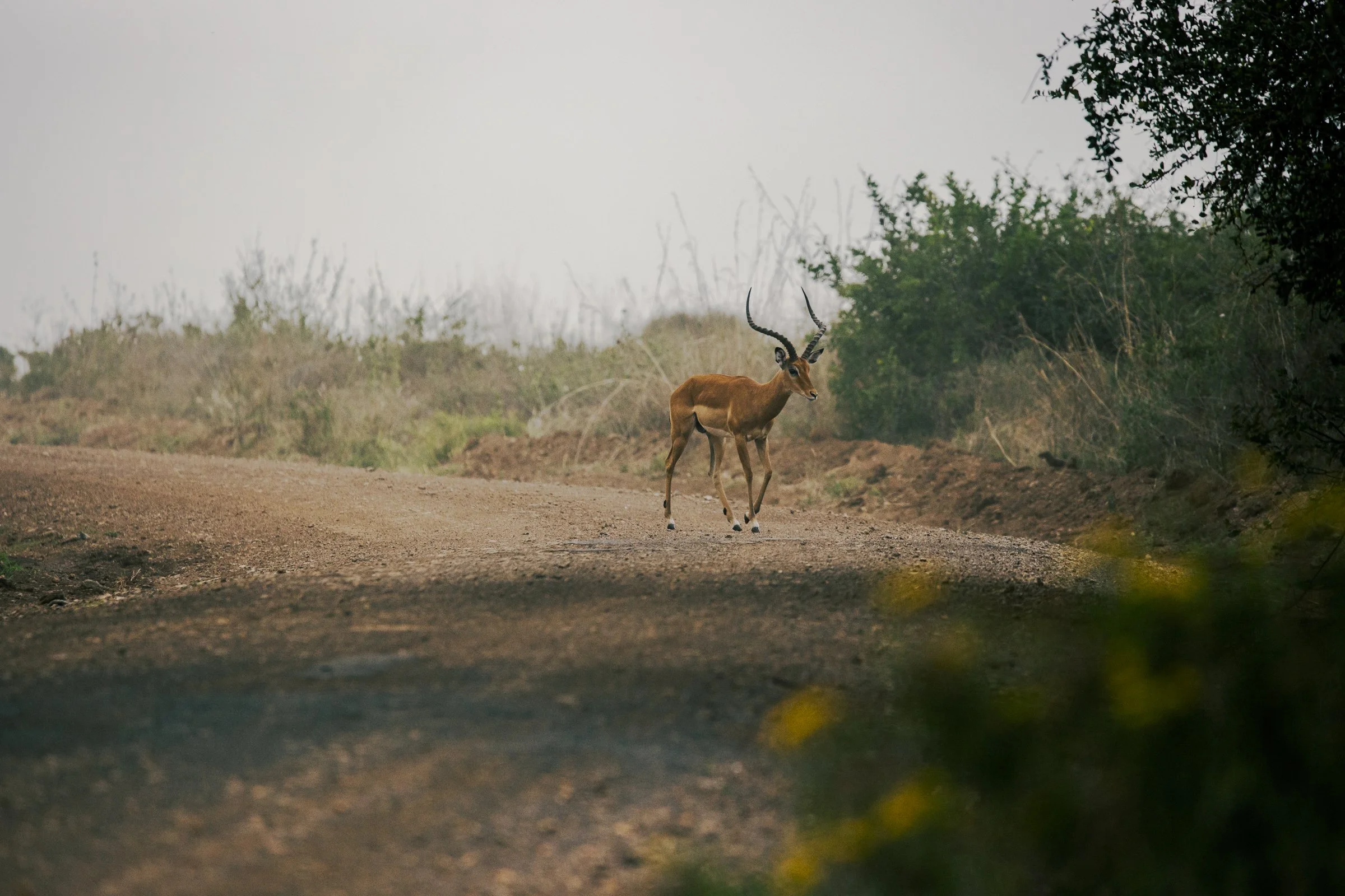 A gazelle with long, curved horns standing on a dirt road in a natural landscape with bushes and trees.