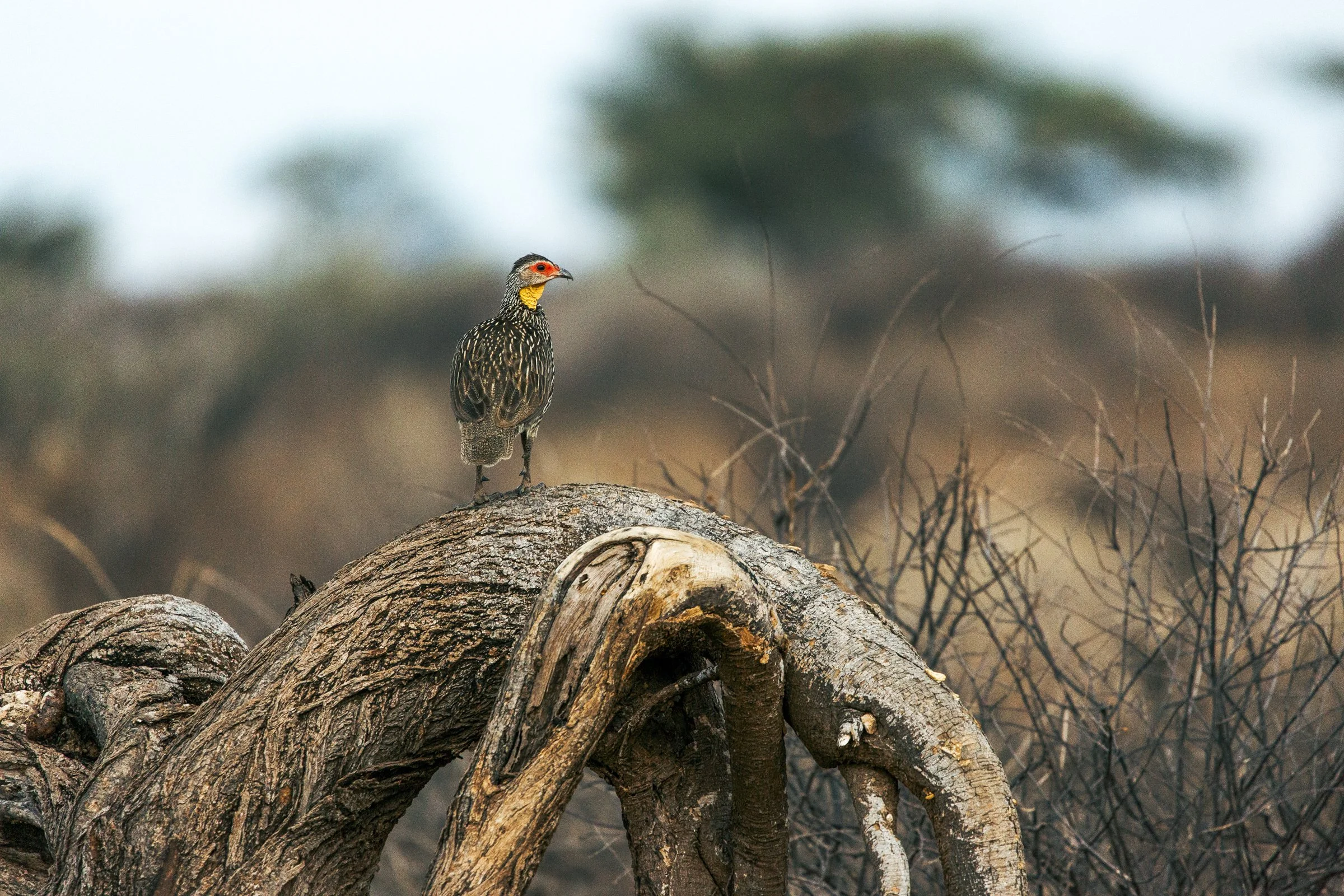 A bird with a yellow chest and black and white streaked feathers perched on a twisted piece of wood among bare twigs, with a blurred background.
