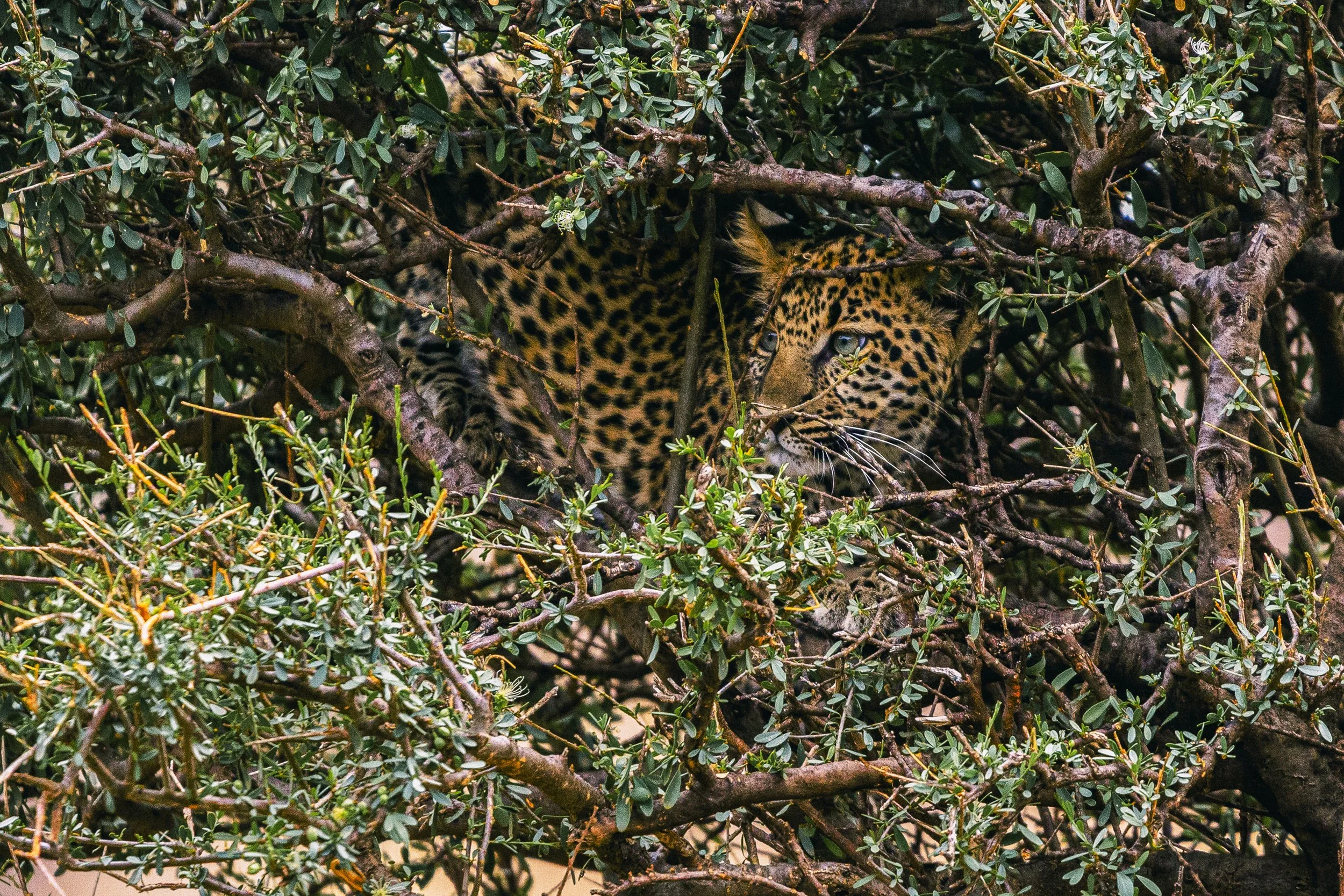 A leopard with spotted fur partially hidden within dense green shrubbery, peering through the branches.
