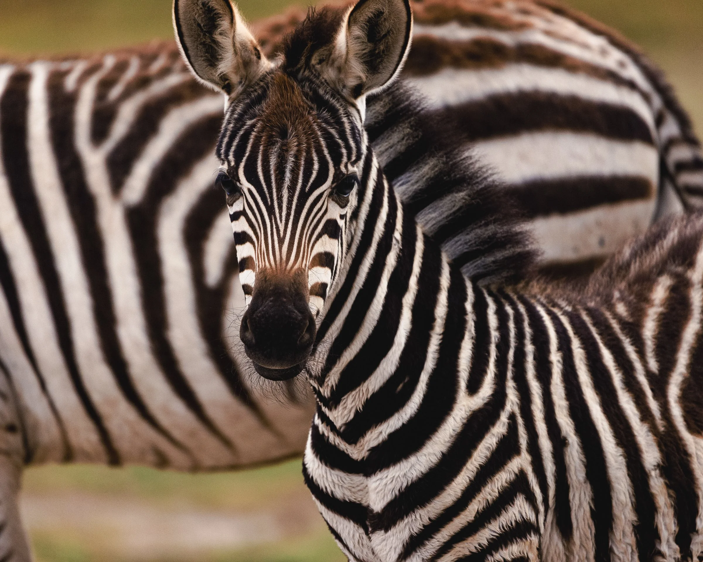 A zebra and a baby zebra close together, showing zebra stripes and a blurred background.