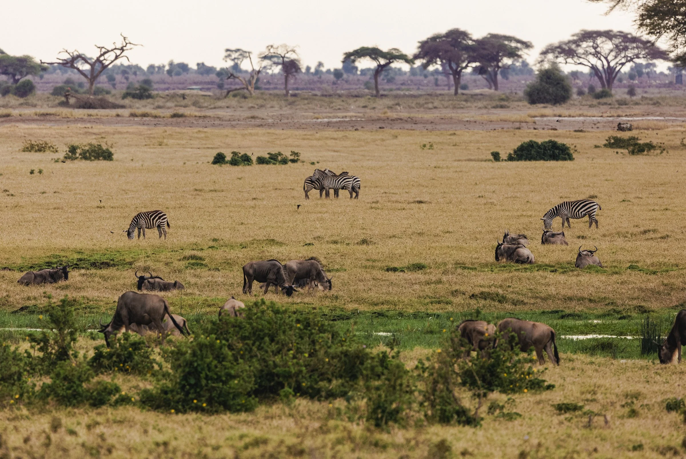 A savannah landscape with zebras and wildebeests grazing, scattered trees, and distant acacia trees under a light sky.
