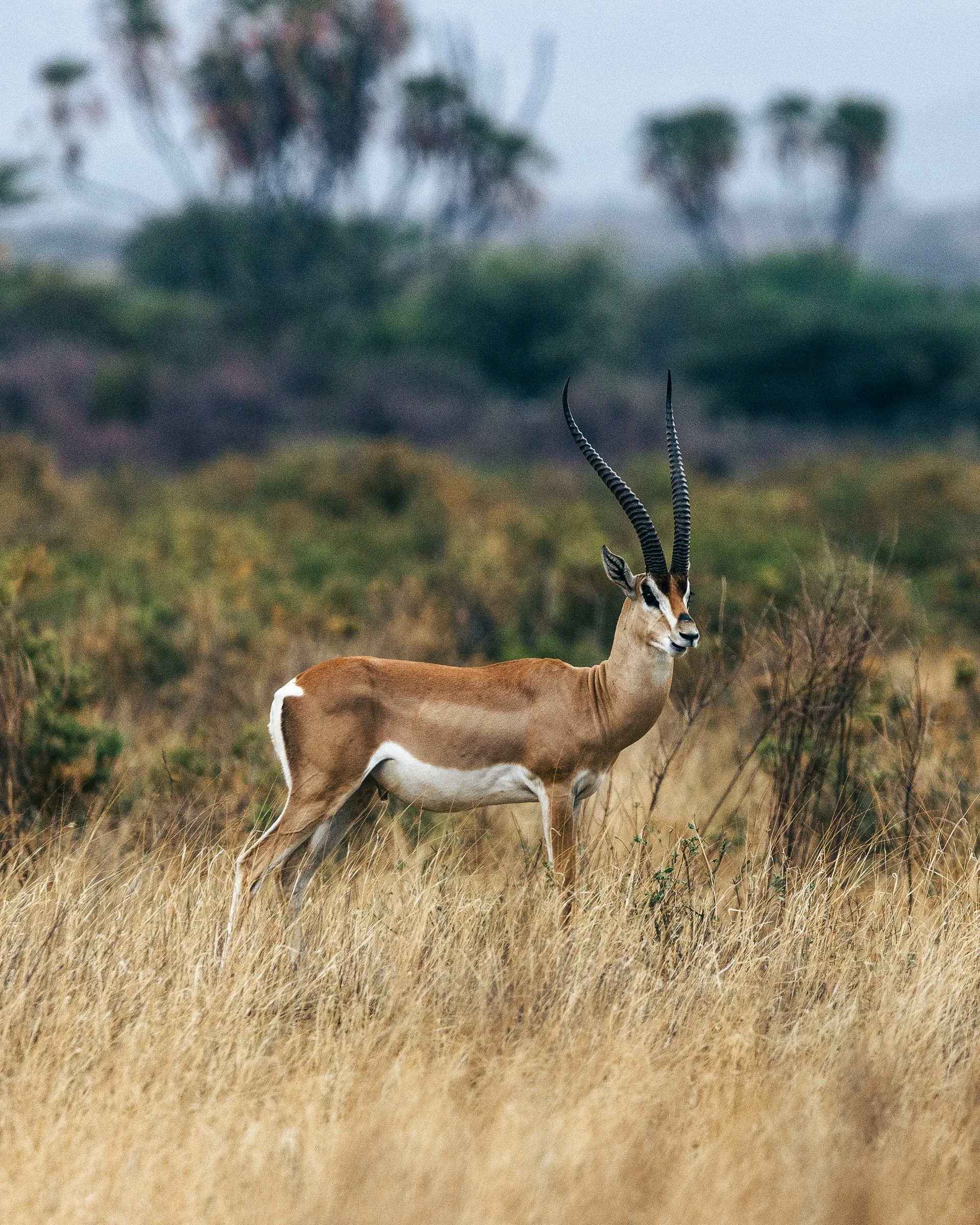 Side view of an antelope with long, twisted horns standing in tall, dry grass with a blurred background of trees and a cloudy sky.