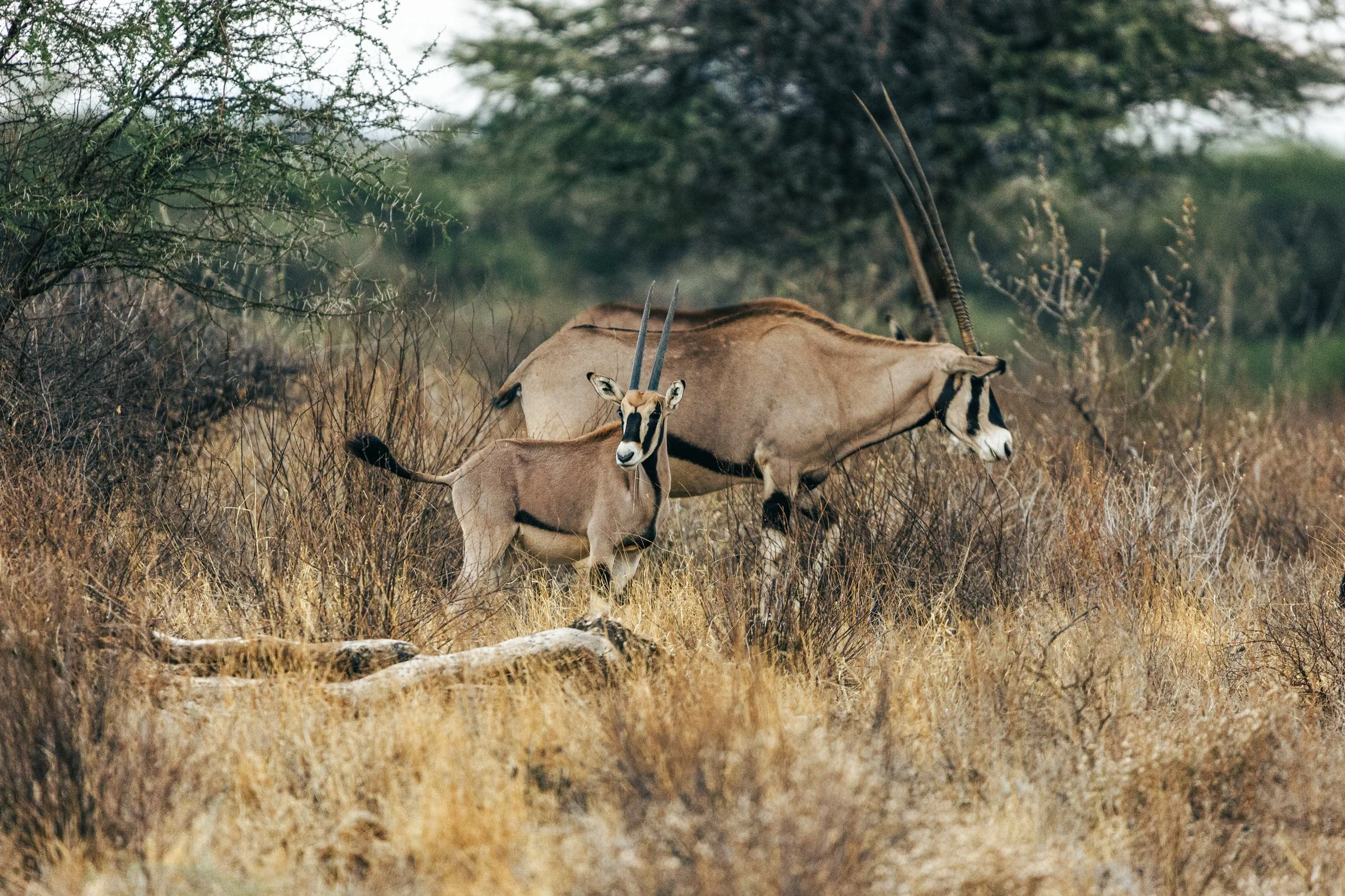 A herd of oryx antelopes grazing in a dry grassland with bushes and trees in the background.