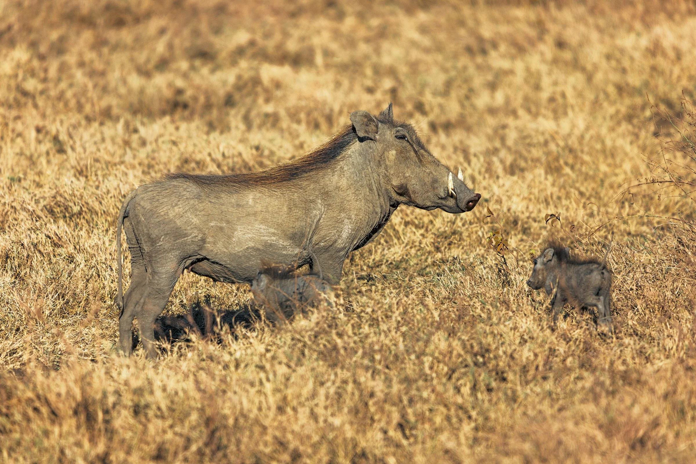 A herd of warthogs standing and lying in a grassy field.