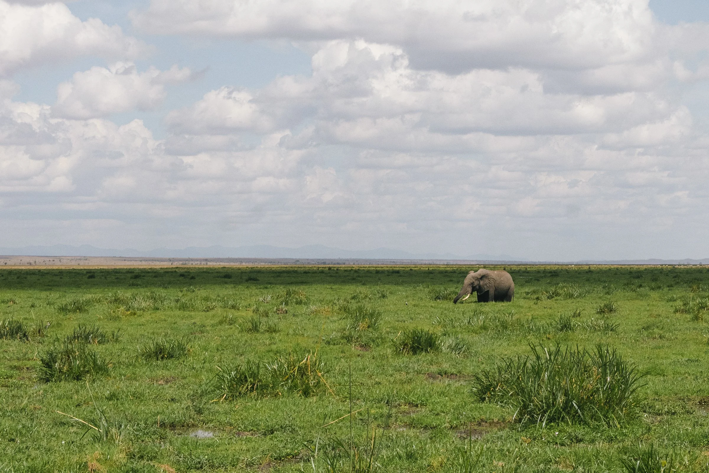 A green grass field with an elephant walking on the right side, under a cloudy sky with scattered clouds.