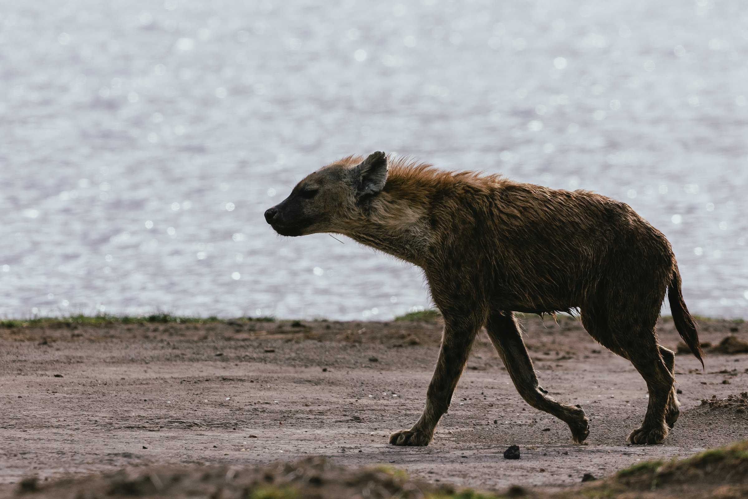 A brown hyena walking on a dirt path near a body of water with a sparkly surface.