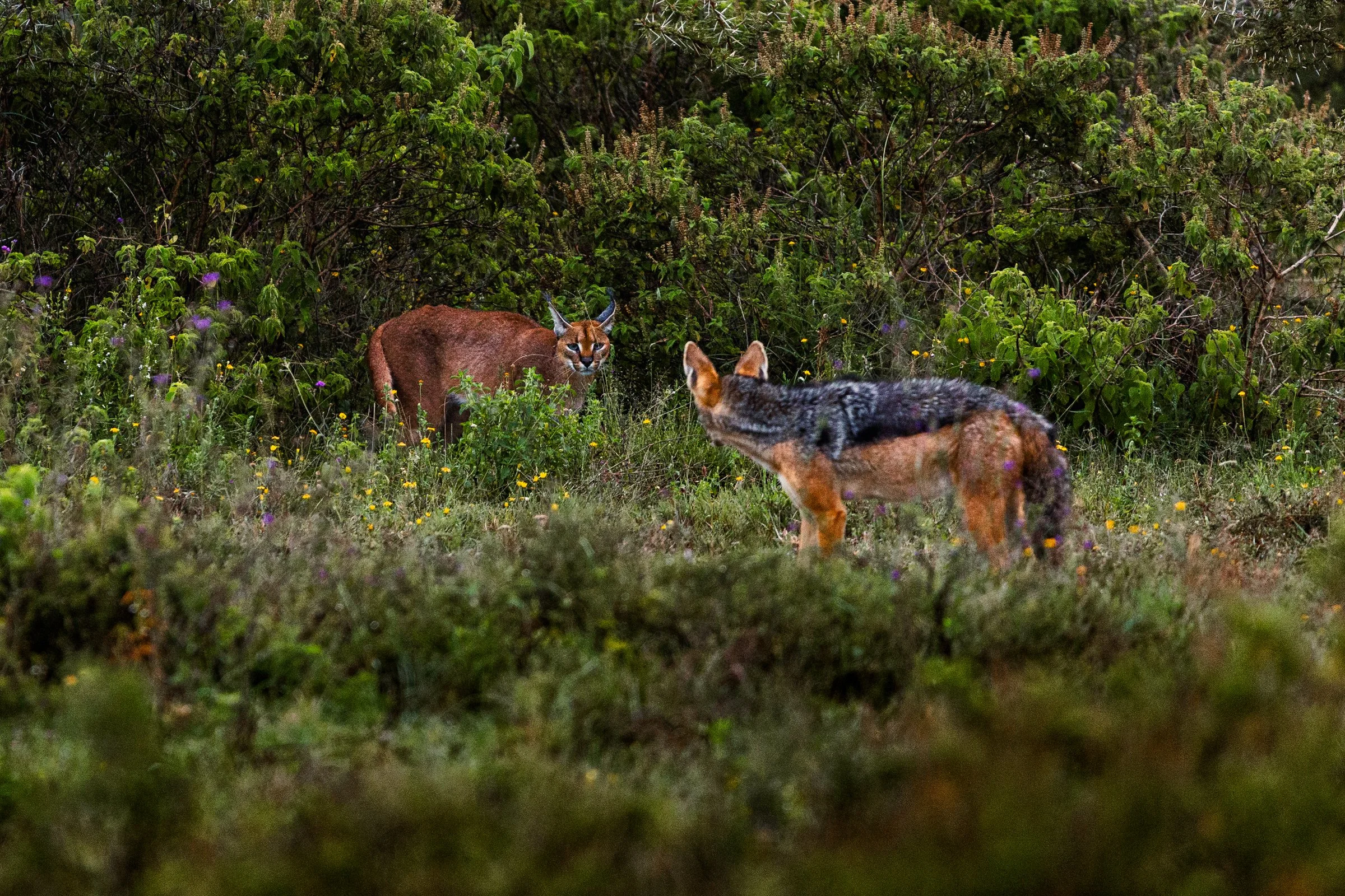A puma or mountain lion looking at a coyote in a dense, green forest with wildflowers.