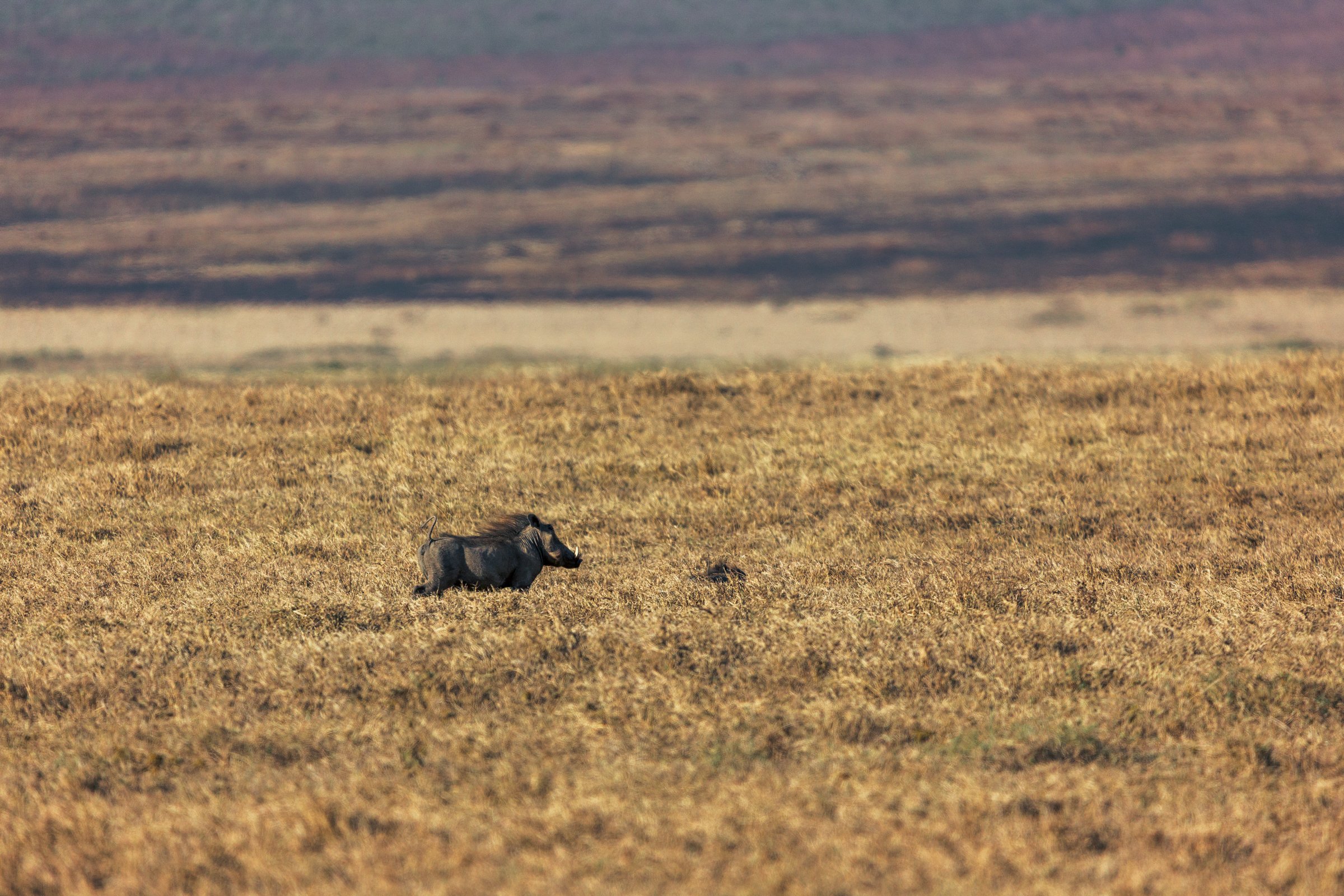 A wild boar walking across a golden grassy plain with rolling hills and a cloudy sky in the background.