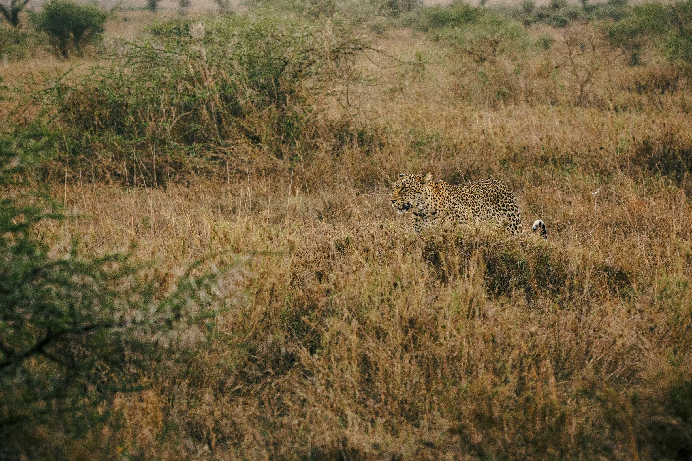 A leopard walking through tall grass in a savannah landscape with sparse trees and bushes in the background.