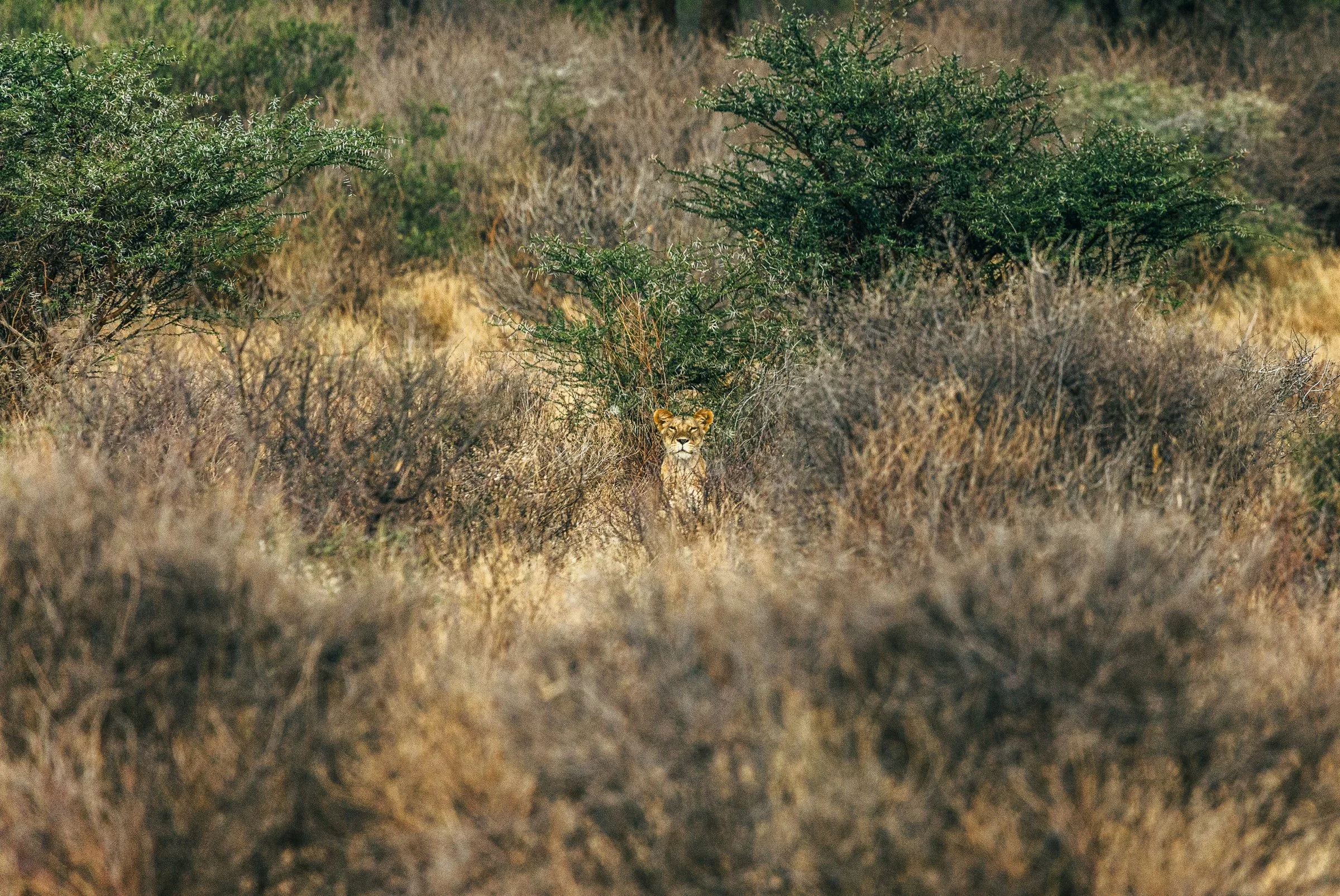 A lion cub standing in dry grassland among scattered bushes.
