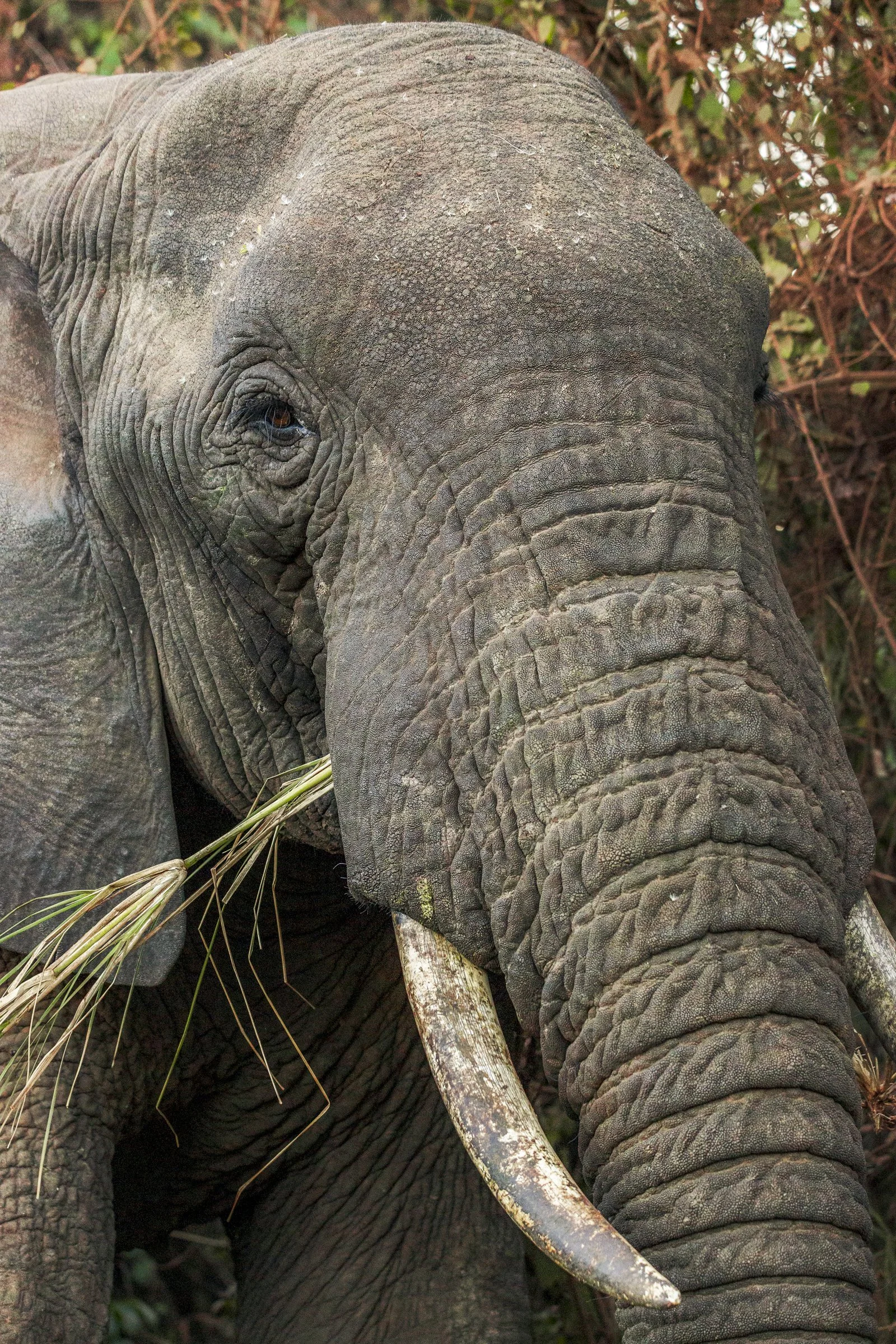 Close-up of an elephant's face showing its textured skin, large tusk, and trunk with some greenery in the background.