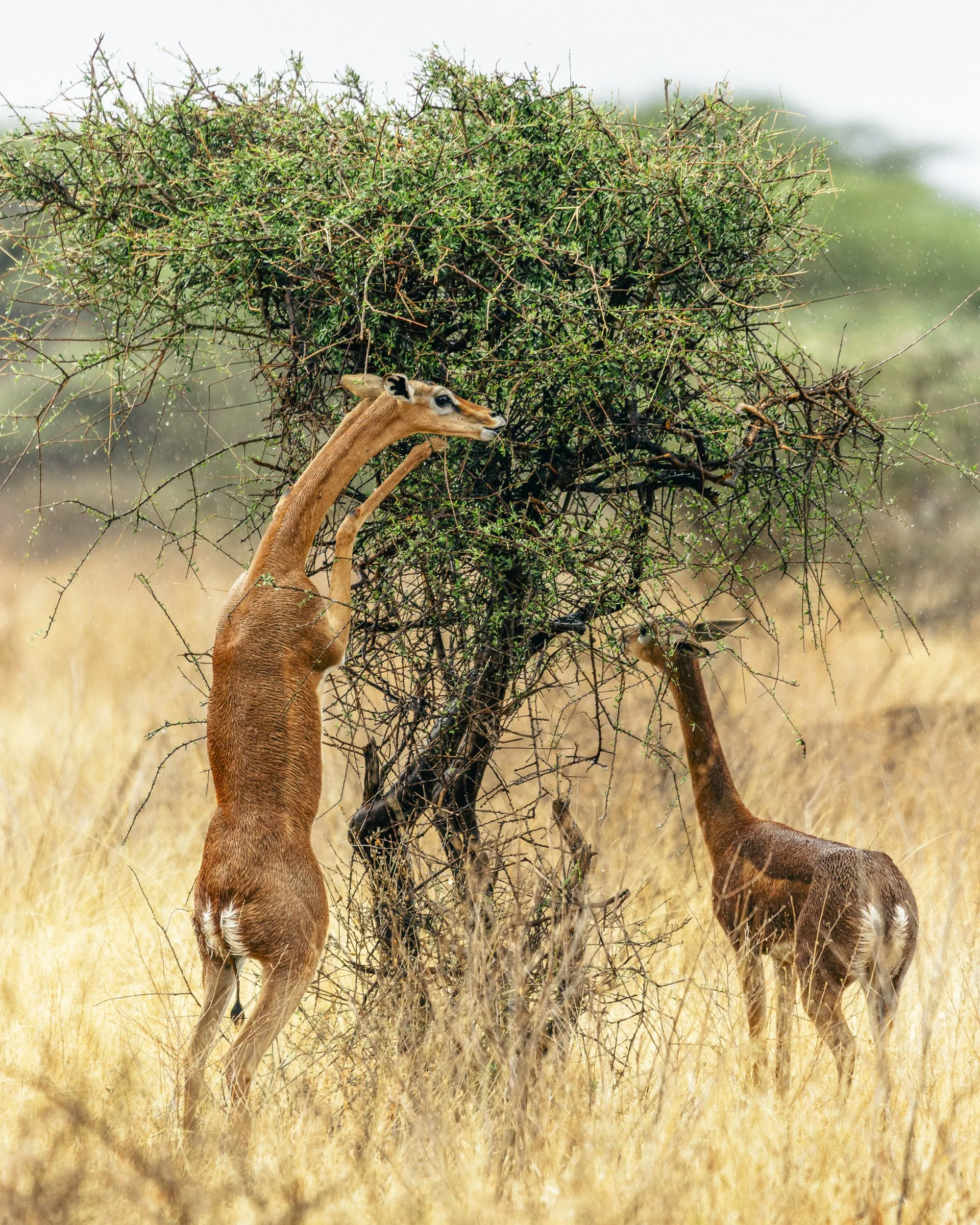 Two giraffes standing near a small green bush in a dry grassy landscape with a misty background.
