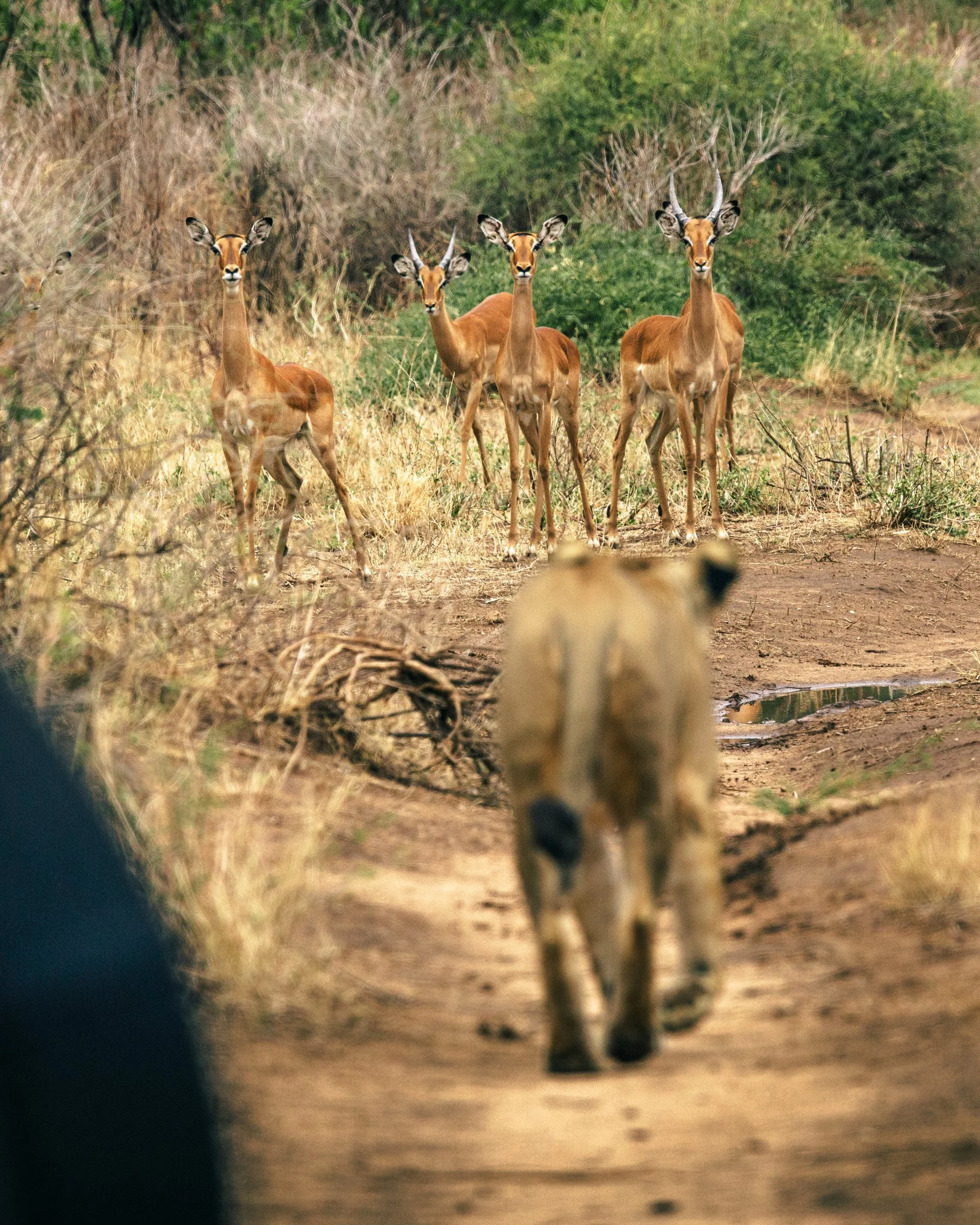 A herd of impalas standing on dry grass with green bushes and trees in the background.