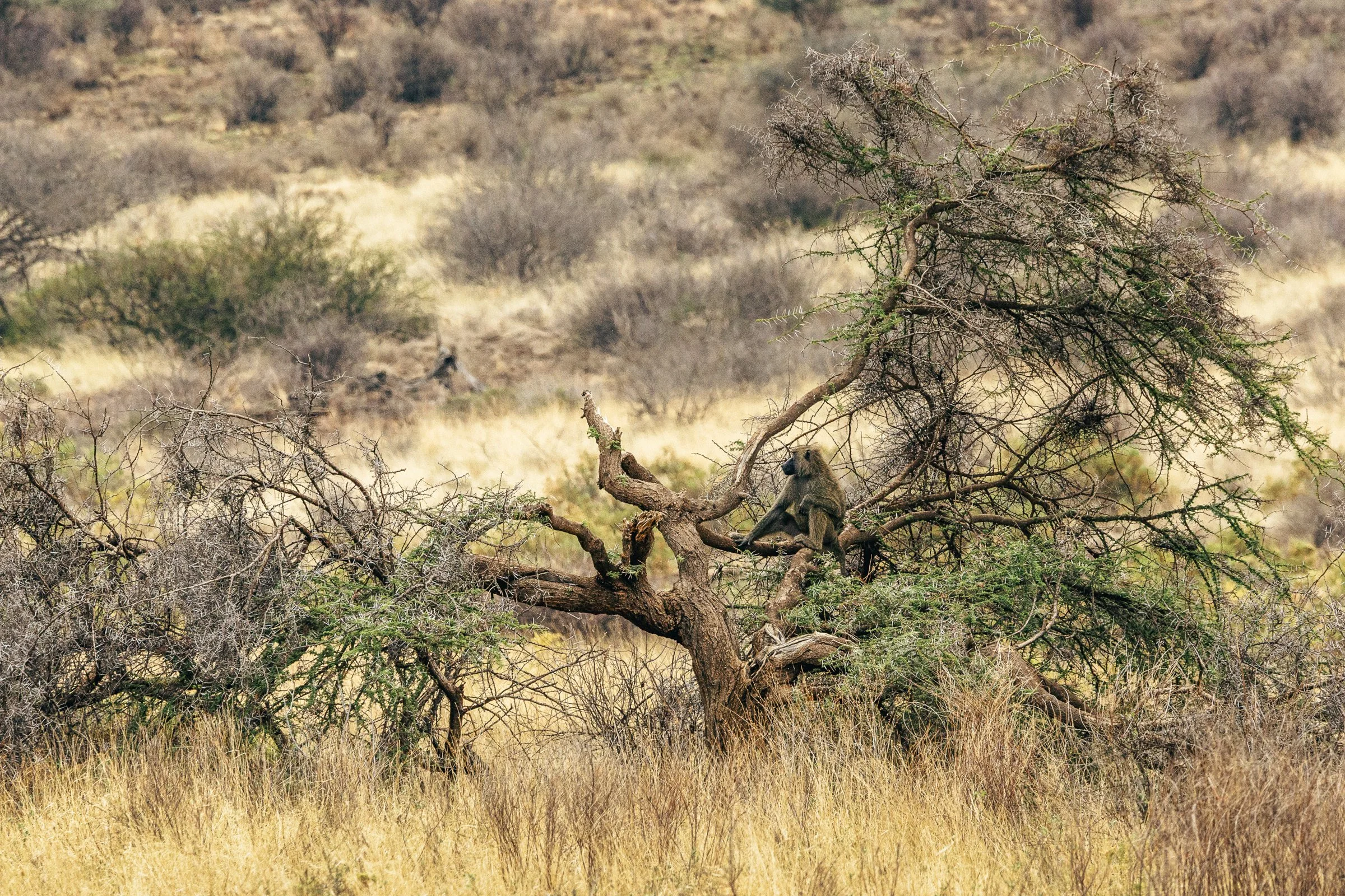 A baboon sitting on a branch of a tree in a savannah landscape with dry grasses and scattered bushes.