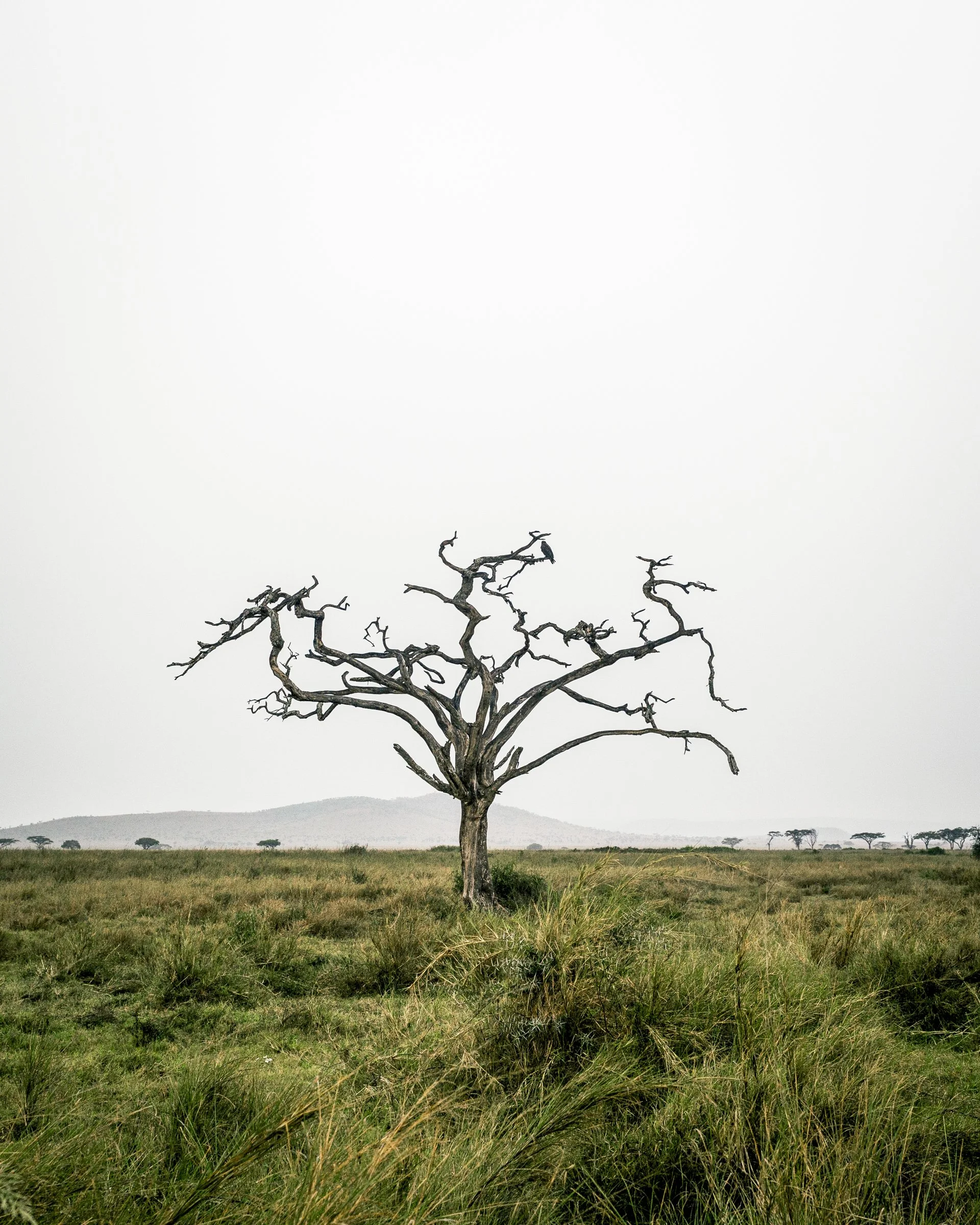 A solitary bare tree stands in the middle of a grassy plain during daytime, with a hill in the background and a cloudy, overcast sky.