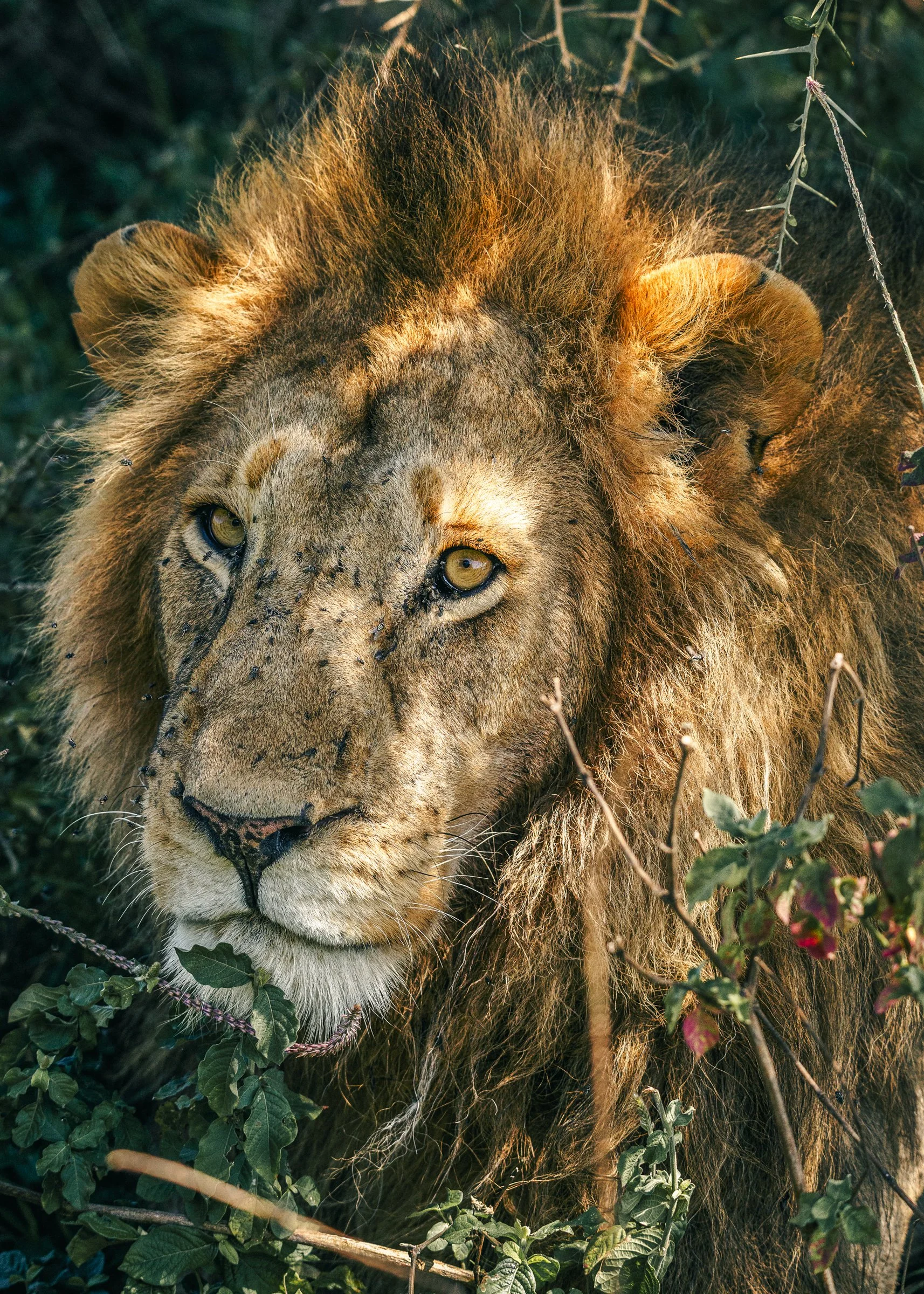 A close-up of a lion resting amidst green foliage with its eyes partially closed and surrounded by insects on its face and mane.