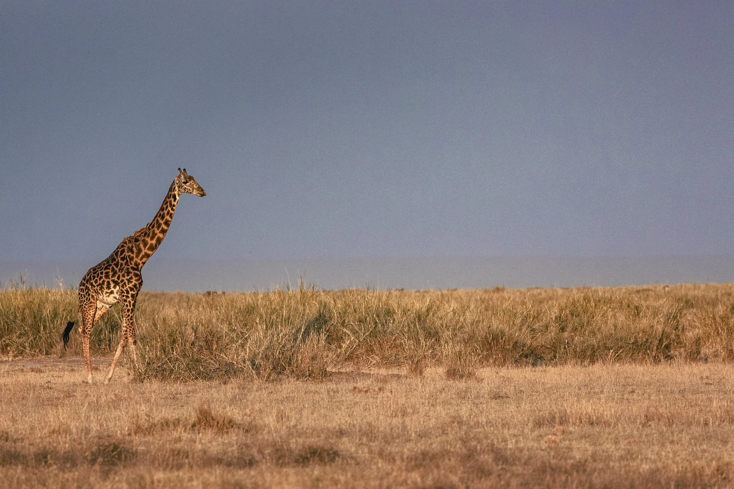 A giraffe standing in a grassy plain against a clear sky.
