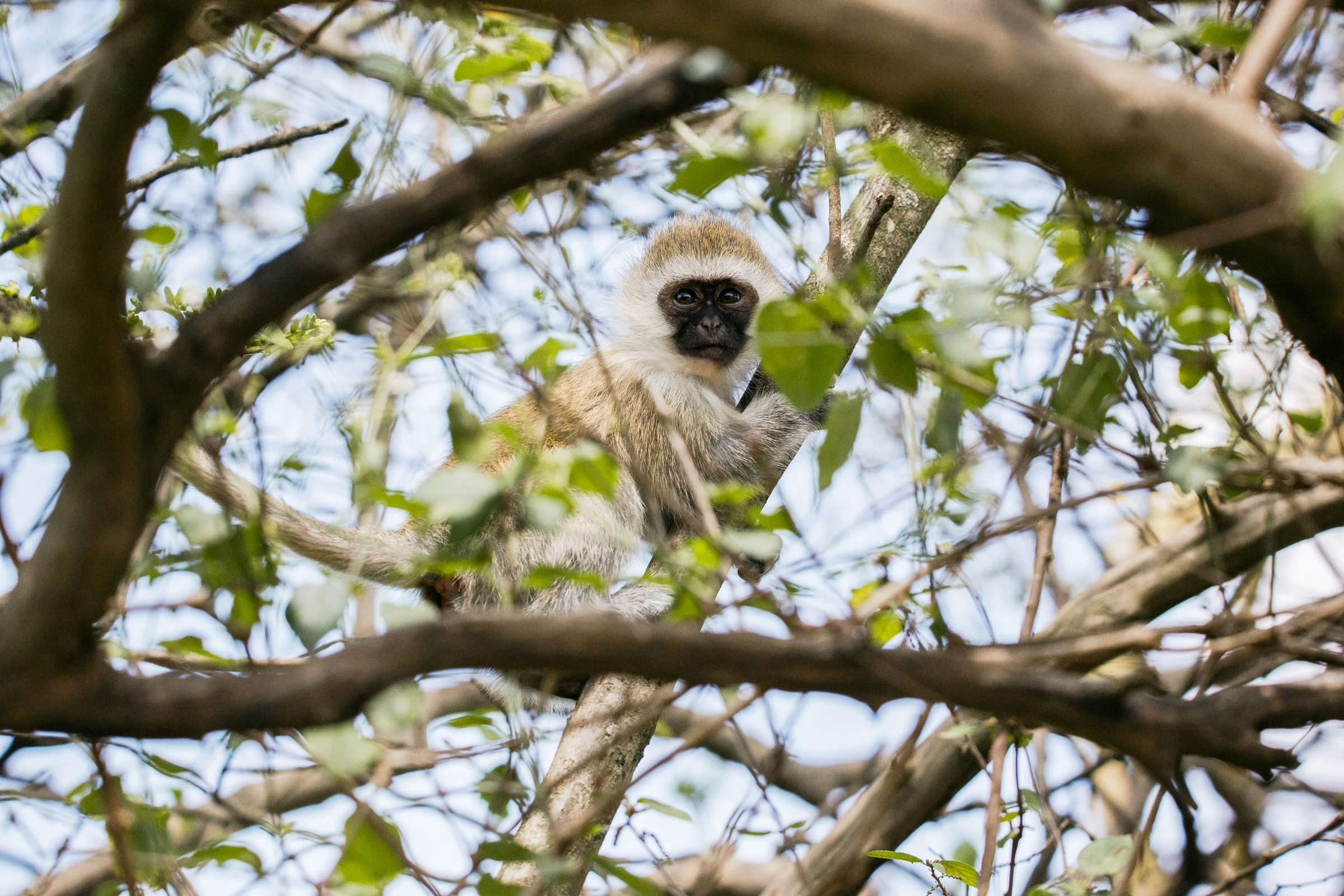 A small monkey with light brown fur and a black face, sitting on a tree branch among green leaves, looking towards the camera.