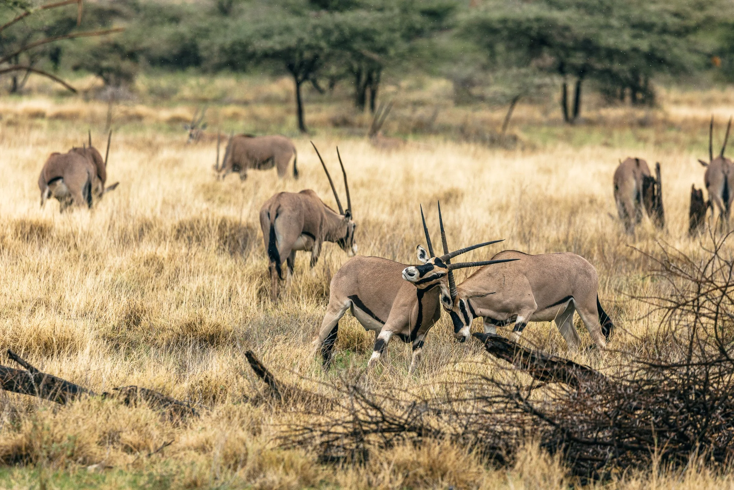 A herd of gazelles grazing in a grassy savanna with trees in the background, some with long, curved horns and distinct black facial markings.