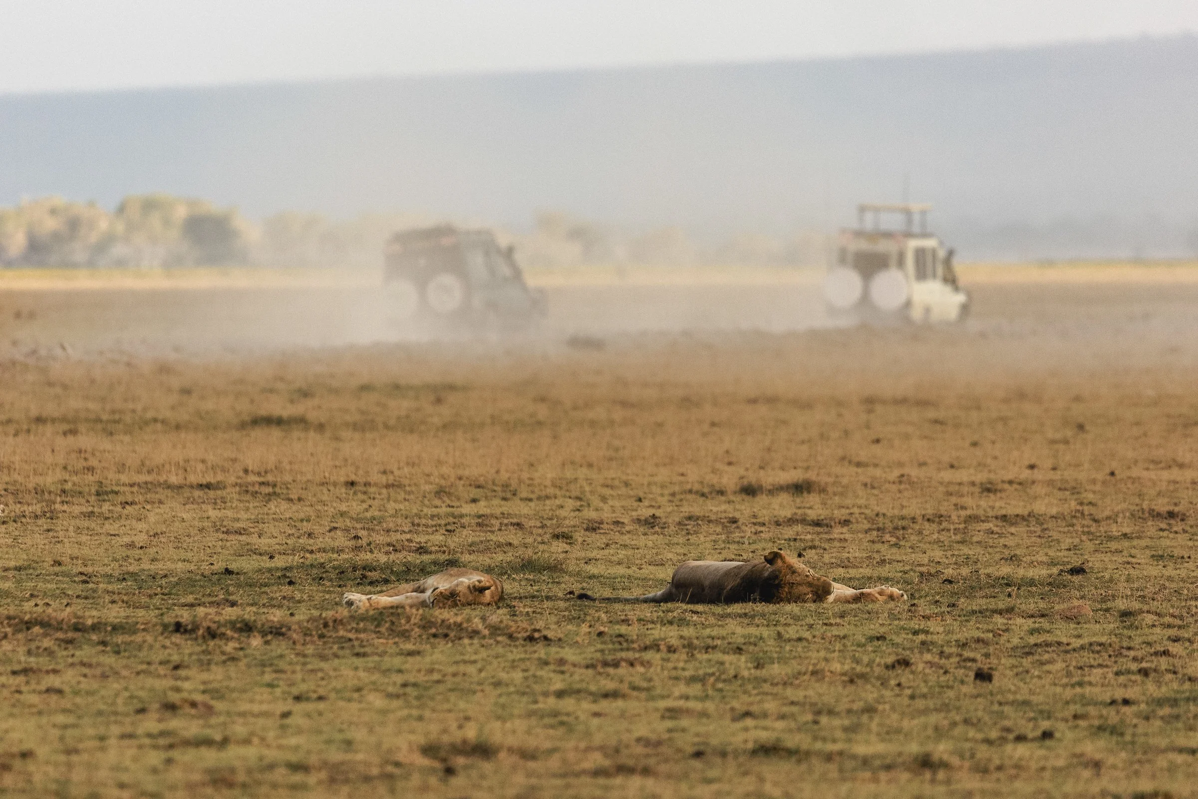 Two lions resting on the grass in the foreground with a large tractor and dust in the background on a savannah landscape.