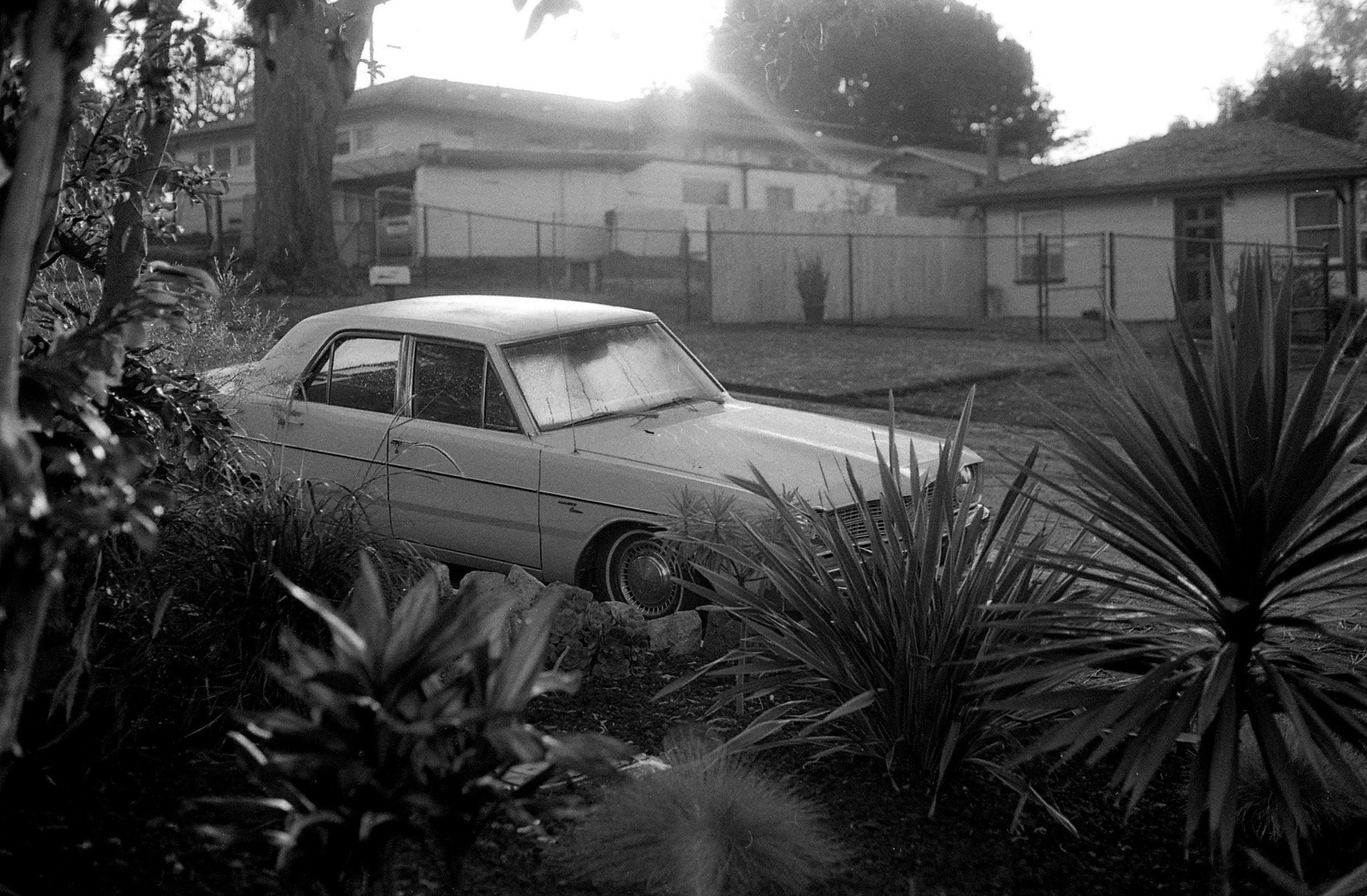 Old car parked in a backyard, surrounded by plants and trees, with houses in the background and sunlight shining through.